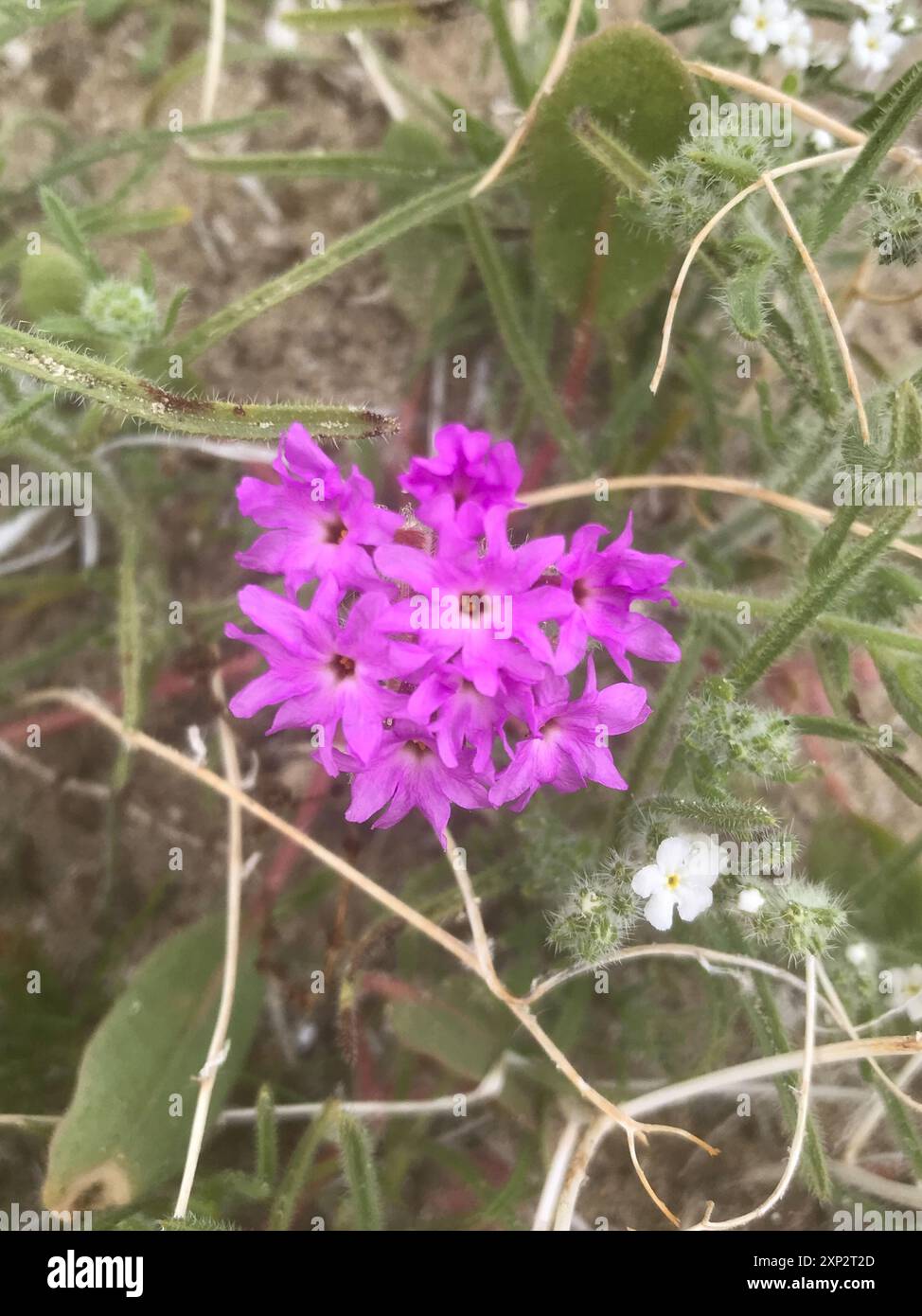 Pelosa Sand Verbena (Abronia villosa villosa) Plantae Foto Stock