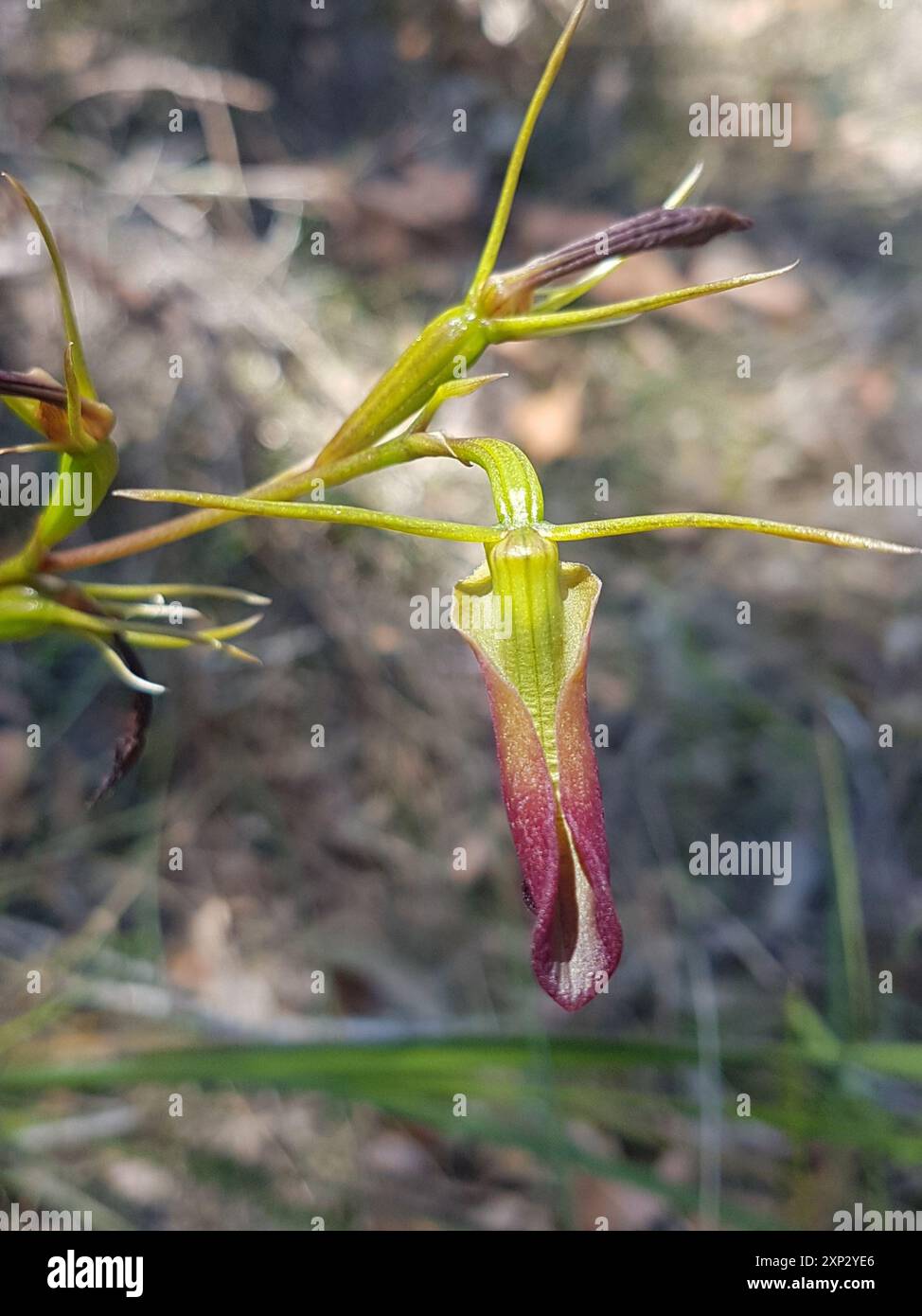 Large Tongue Orchid (Cryptostis subulata) Plantae Foto Stock