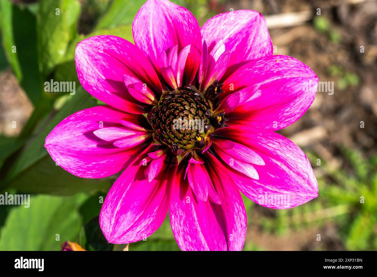 Dahlia "Skyfall" una pianta di tubero floreale lilla in autunno d'estate viola, immagine fotografica di stock di giardinaggio Foto Stock