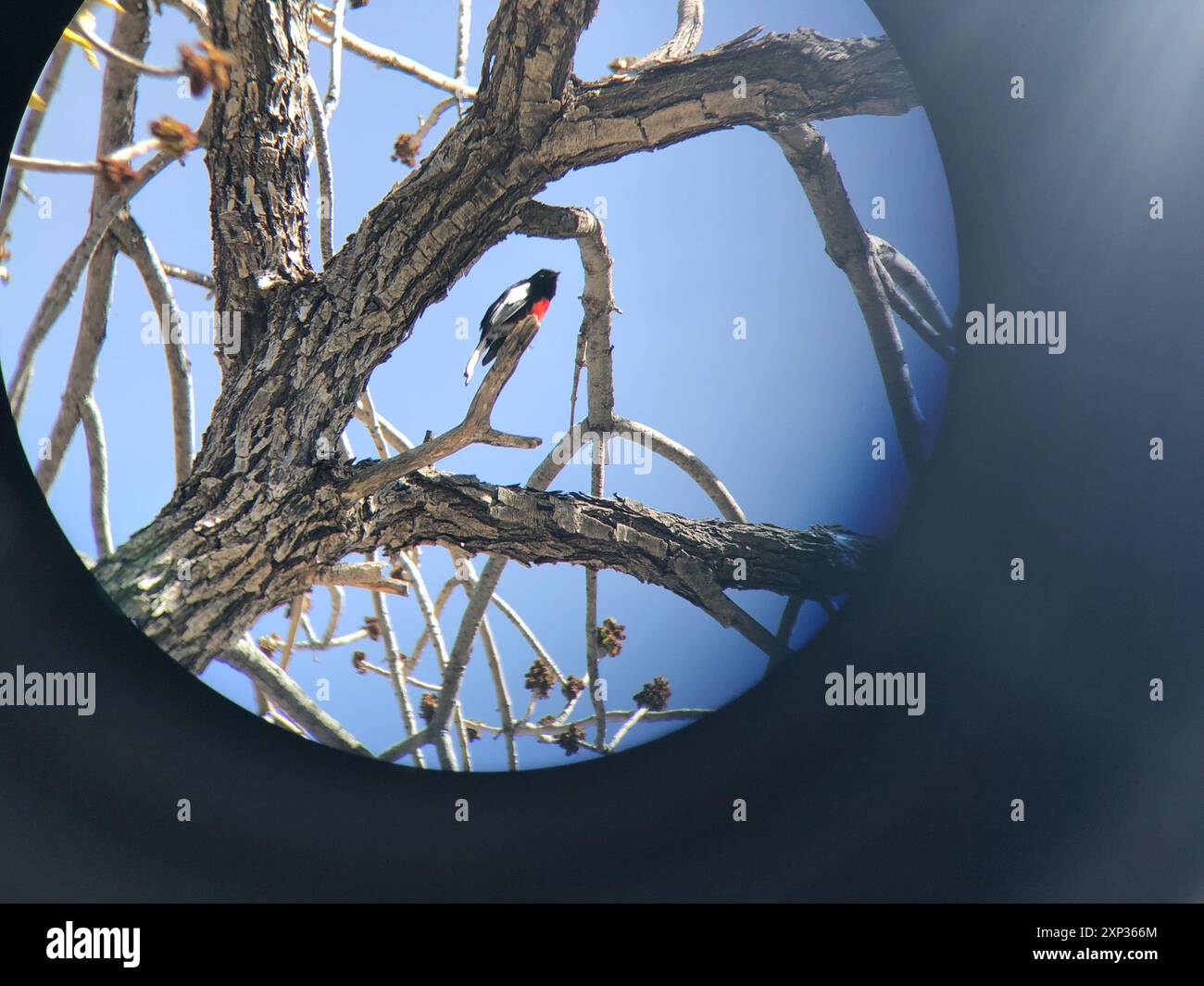 Painted Redstart (Myioborus pictus) Aves Foto Stock