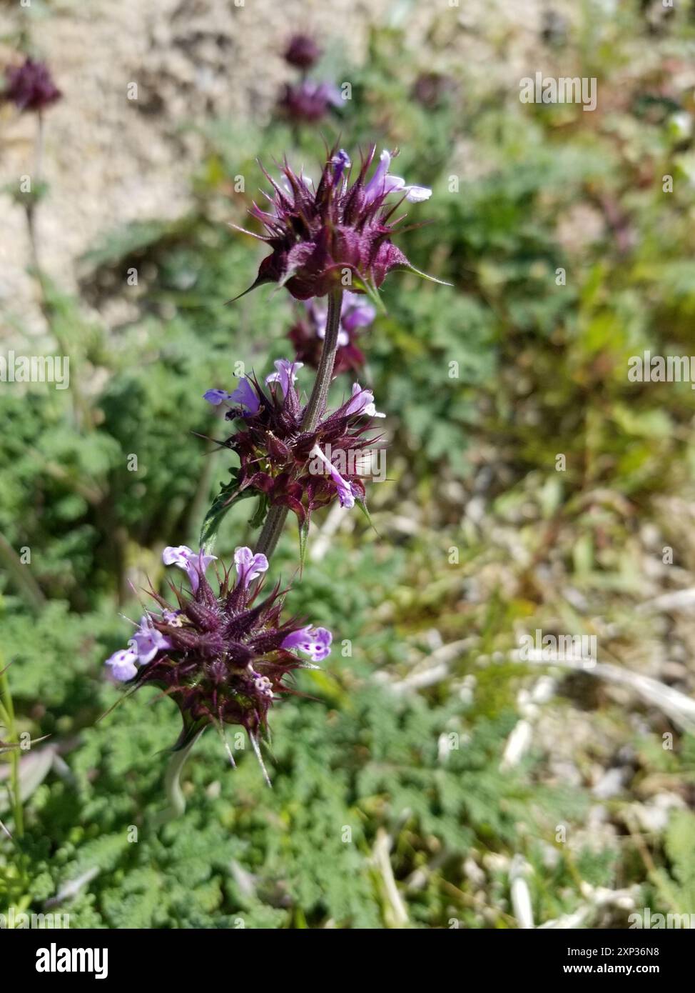 Chia (Salvia columbariae) Plantae Foto Stock