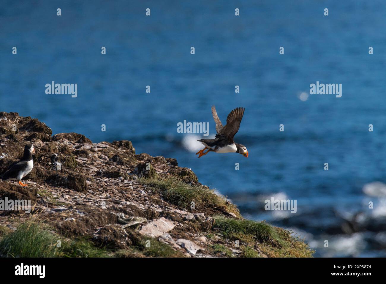Atlantic Puffin (Fratercula arctica) vera colonia di uccelli marini composta da tane su scogliere erbose Elliston, Terranova, Canada Foto Stock