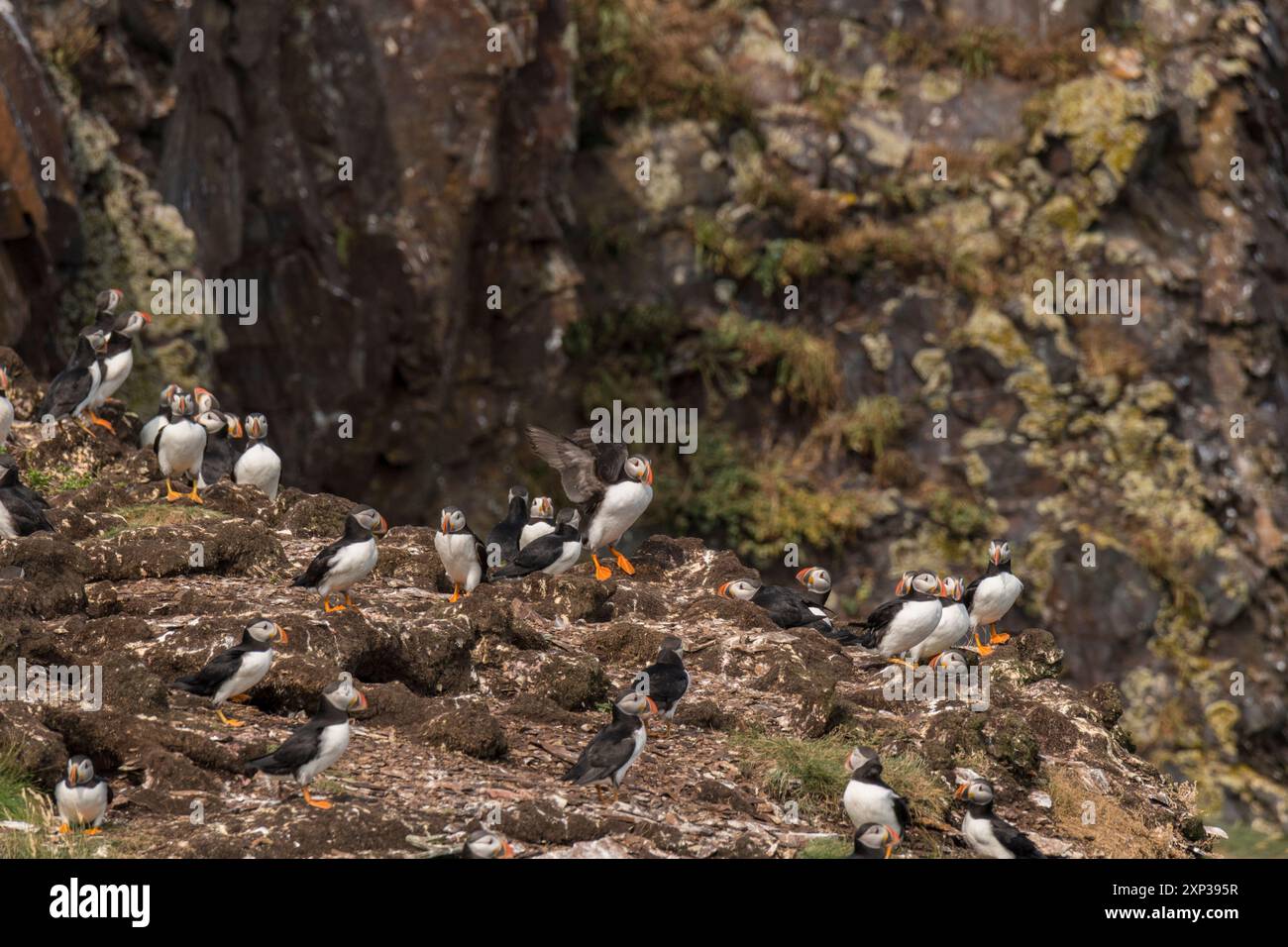 Atlantic Puffin (Fratercula arctica) vera colonia di uccelli marini composta da tane su scogliere erbose Elliston, Terranova, Canada Foto Stock