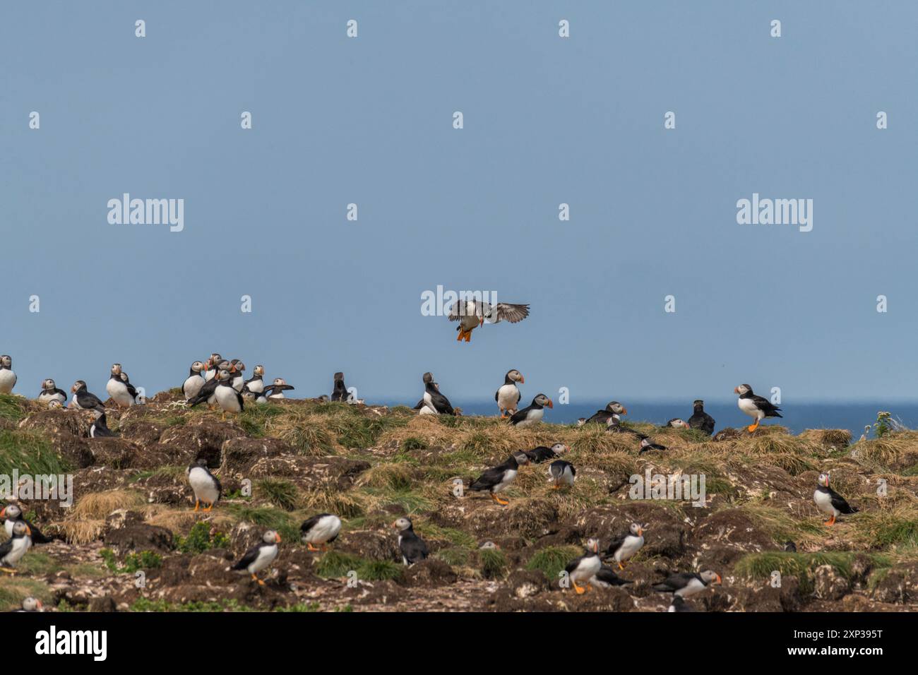 Atlantic Puffin (Fratercula arctica) vera colonia di uccelli marini composta da tane su scogliere erbose Elliston, Terranova, Canada Foto Stock