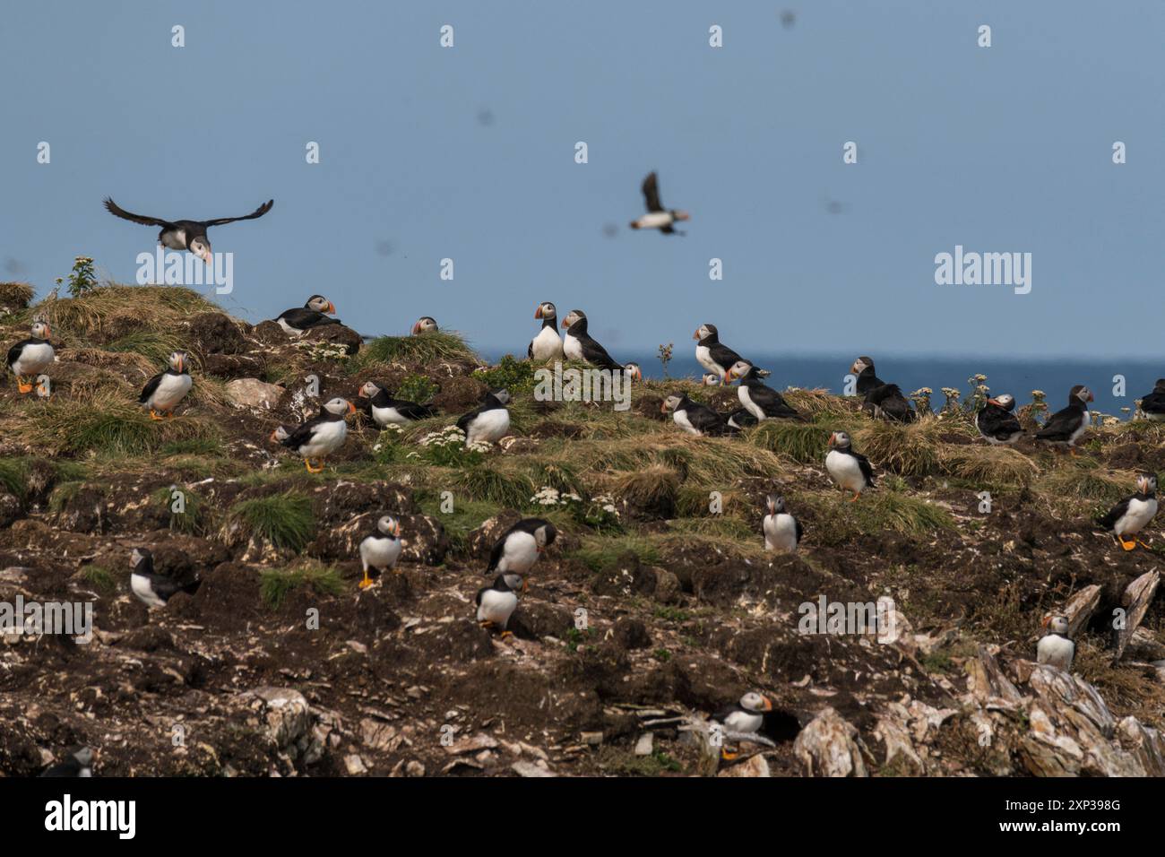 Atlantic Puffin (Fratercula arctica) vera colonia di uccelli marini composta da tane su scogliere erbose Elliston, Terranova, Canada Foto Stock
