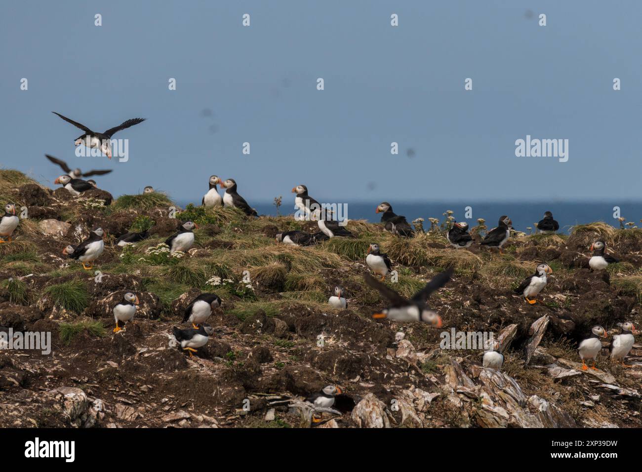 Atlantic Puffin (Fratercula arctica) vera colonia di uccelli marini composta da tane su scogliere erbose Elliston, Terranova, Canada Foto Stock