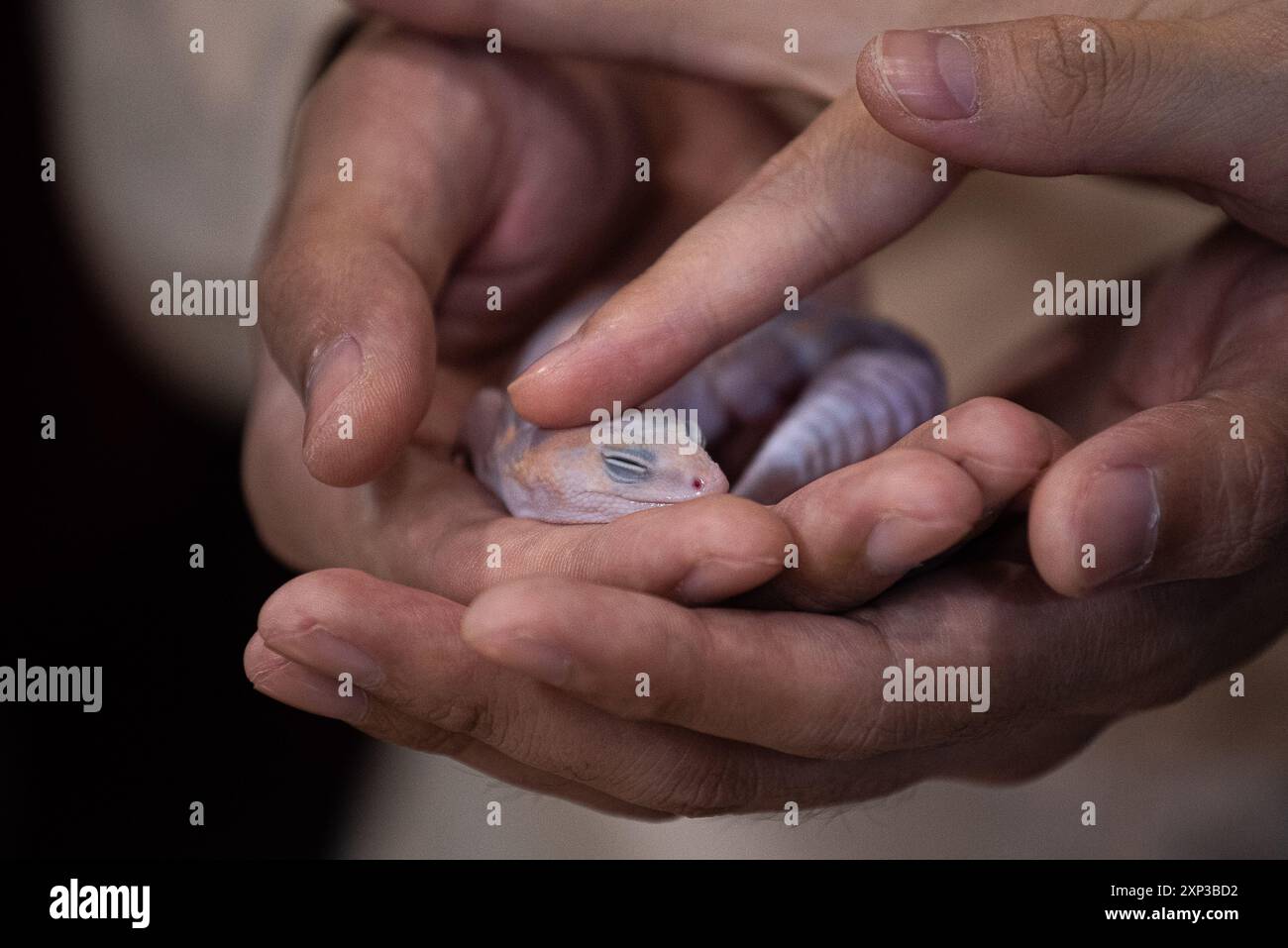 Bangkok, Thailandia. 3 agosto 2024. Un visitatore ha visto toccare un Gecko dalla coda grassa durante la Tailandia Reptile and Exotic PET Expo al Central Ladprao, il centro commerciale di Bangkok. Credito: SOPA Images Limited/Alamy Live News Foto Stock