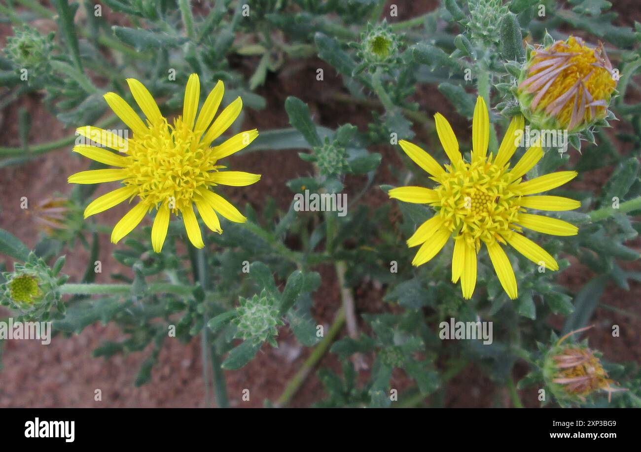 (Roessleria bechuanensis) Plantae Foto Stock
