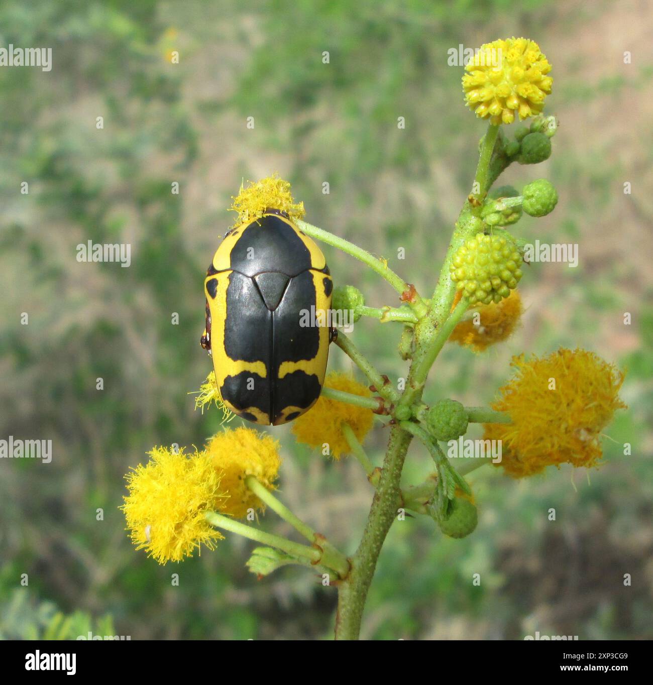 Chafer da giardino inverso (Pachnoda sinuata flaviventris) Insecta Foto Stock