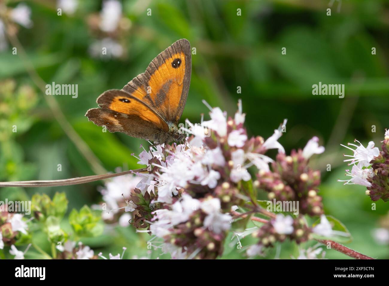 Farfalla guardiano (Pyronia tithonus) che si nutre di nettare sui fiori di maggiorana selvatica in agosto o in estate, Hampshire, Inghilterra, Regno Unito Foto Stock