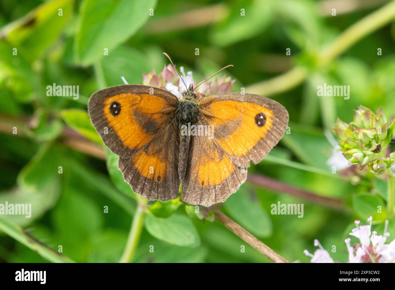Farfalla guardiano (Pyronia tithonus) che si nutre di nettare sui fiori di maggiorana selvatica in agosto o in estate, Hampshire, Inghilterra, Regno Unito Foto Stock