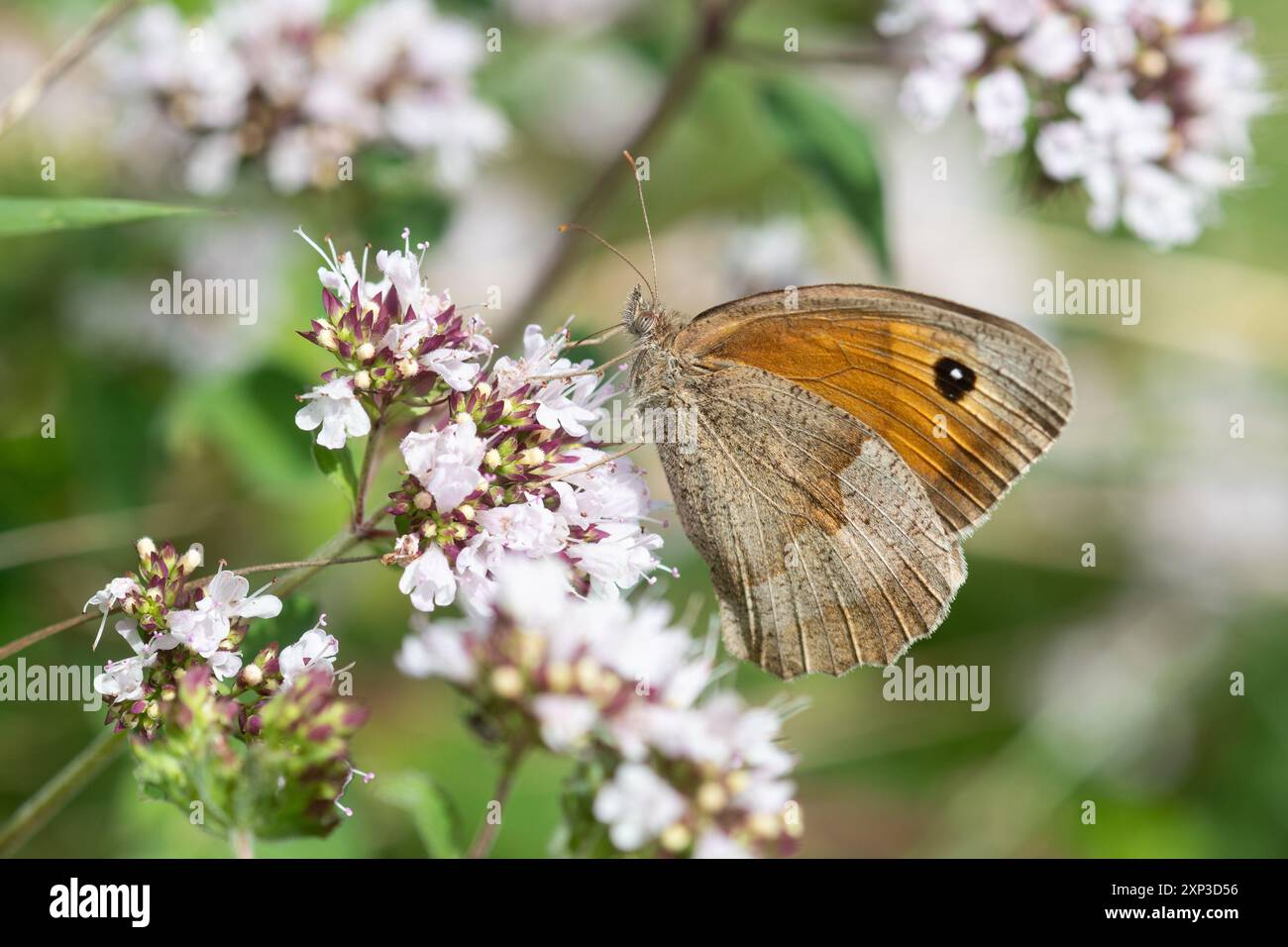 Farfalla bruna del prato (Maniola jurtina) che si nutre di nettare sulla maggiorana selvatica durante l'estate, Inghilterra, Regno Unito Foto Stock