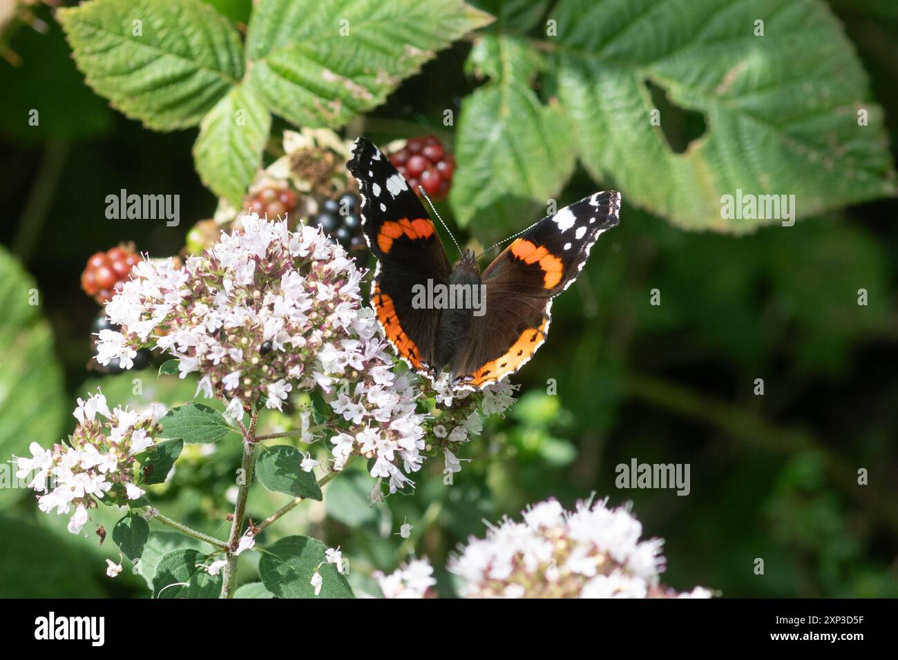 Farfalla ammiraglio rosso (Vanessa atalanta) durante l'estate o agosto nella campagna dell'Hampshire, Inghilterra, Regno Unito Foto Stock