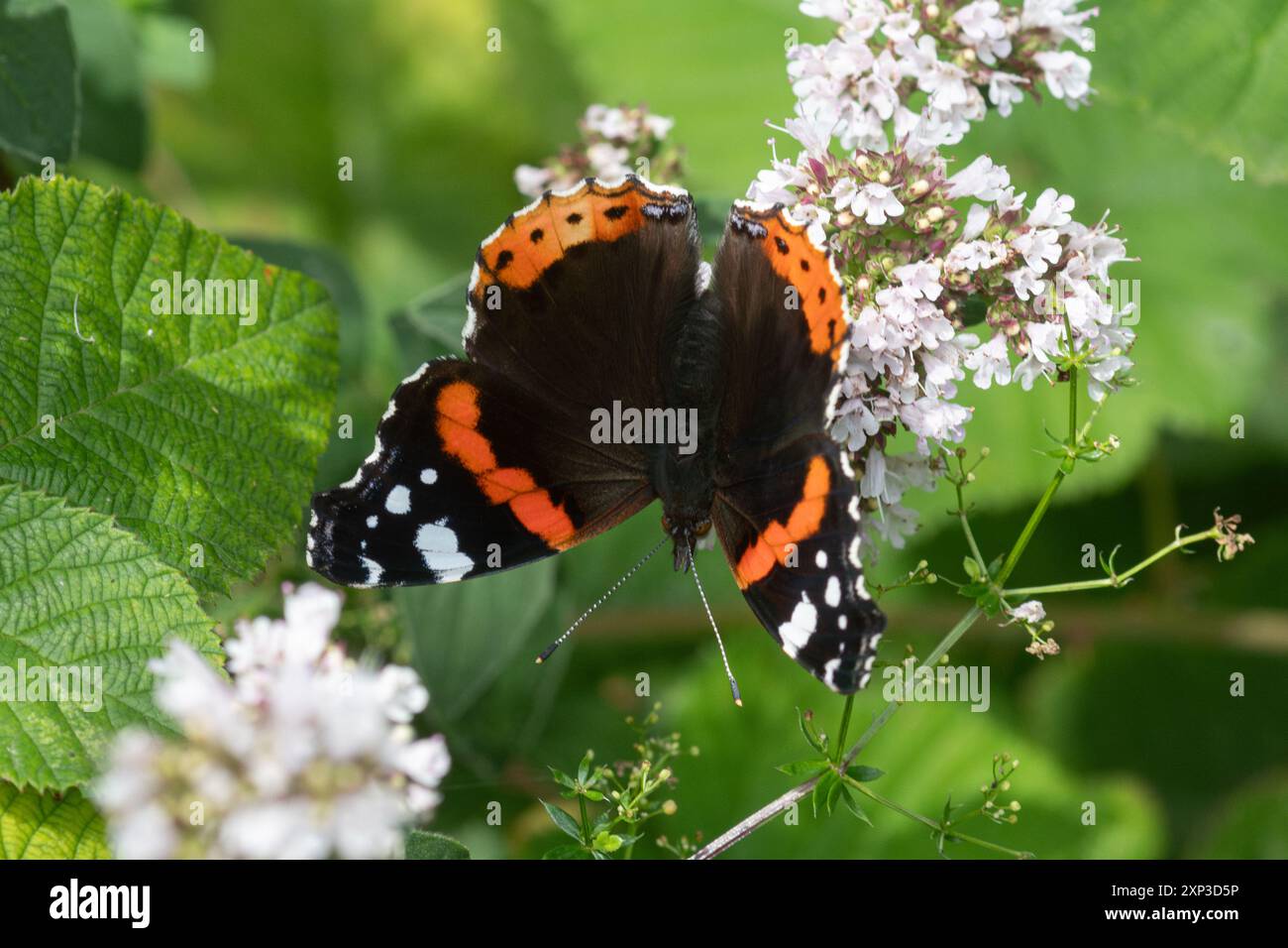 Farfalla ammiraglio rosso (Vanessa atalanta) durante l'estate o agosto nella campagna dell'Hampshire, Inghilterra, Regno Unito Foto Stock