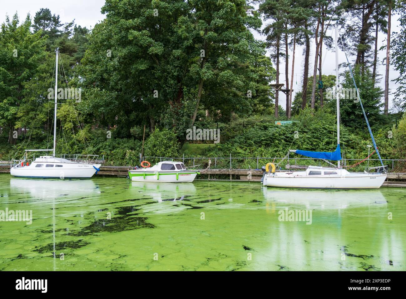 Antrim, Irlanda del Nord - 3 agosto 2024: Tre barche bianche siedono su una riva del fiume, che circonda l'acqua pesantemente contaminata dalle alghe Blue Green. Foto Stock