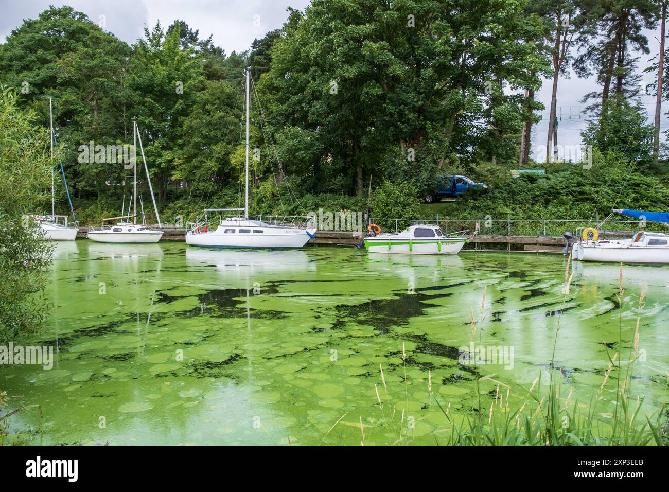 Antrim, Irlanda del Nord - 3 agosto 2024: Fiume fortemente scolorito all'ingresso del Lough Neagh, suscitando preoccupazioni circa la presenza di alghe Blue Green. Foto Stock