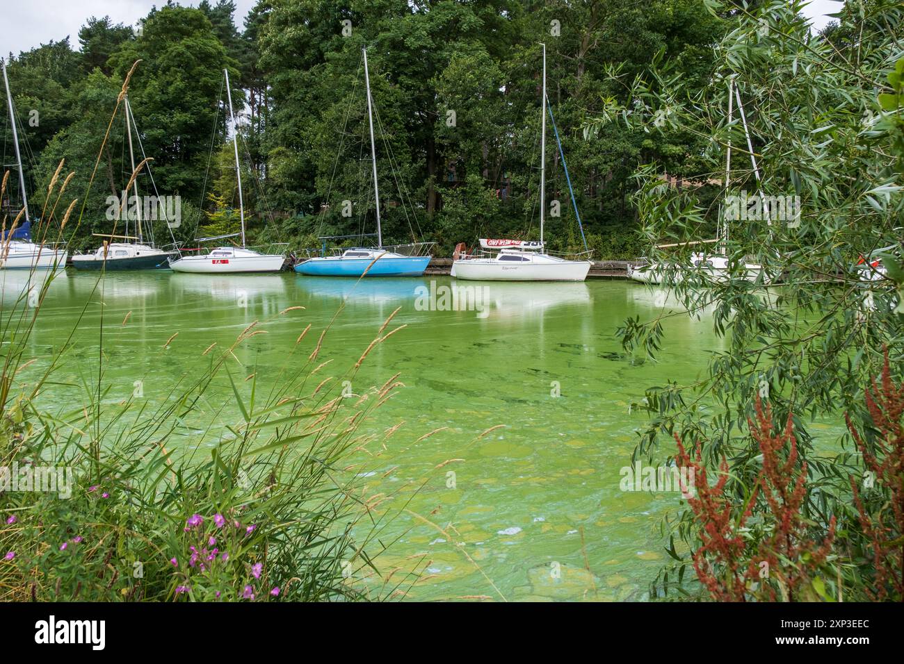 Antrim, Irlanda del Nord - 3 agosto 2024: Superficie del fiume quasi completamente superata dalla fioritura delle alghe Blue Green, inquinamento idrico a Lough Neagh. Foto Stock