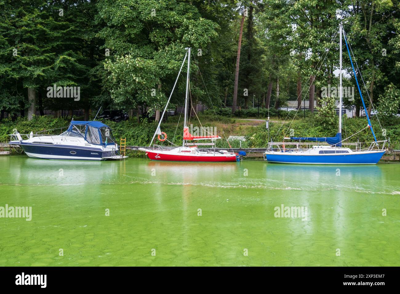 Antrim, Irlanda del Nord - 3 agosto 2024: Fiume cosparso di vibrante inquinamento da cianobatteri di alghe blu e verdi all'ingresso del Lough Neagh. Foto Stock