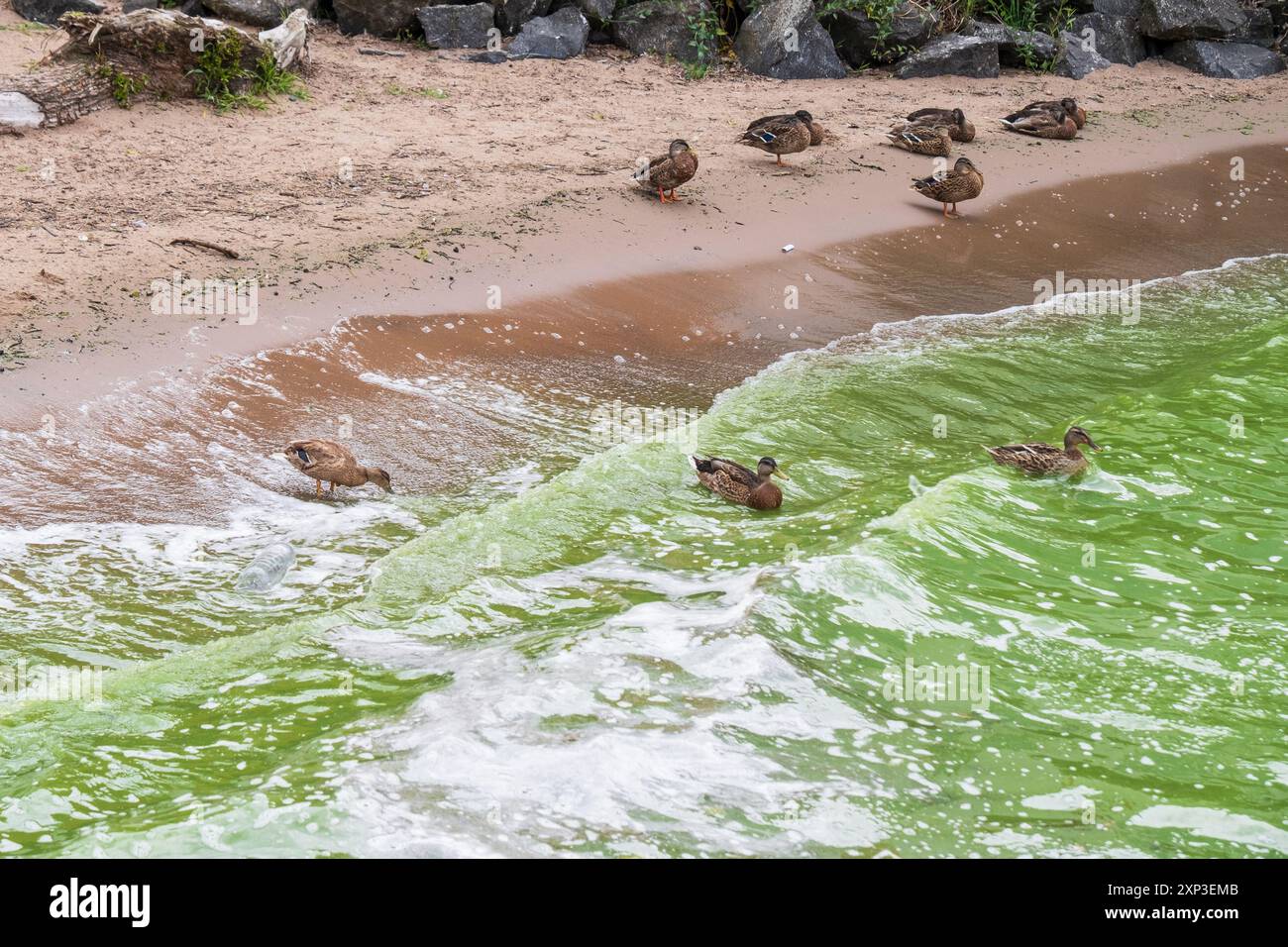 Antrim, Irlanda del Nord - 3 agosto 2024: Linea costiera di Lough Neagh, onde verdi che si infrangono, acqua ampiamente inquinata da fiori di alghe Blue Green. Foto Stock