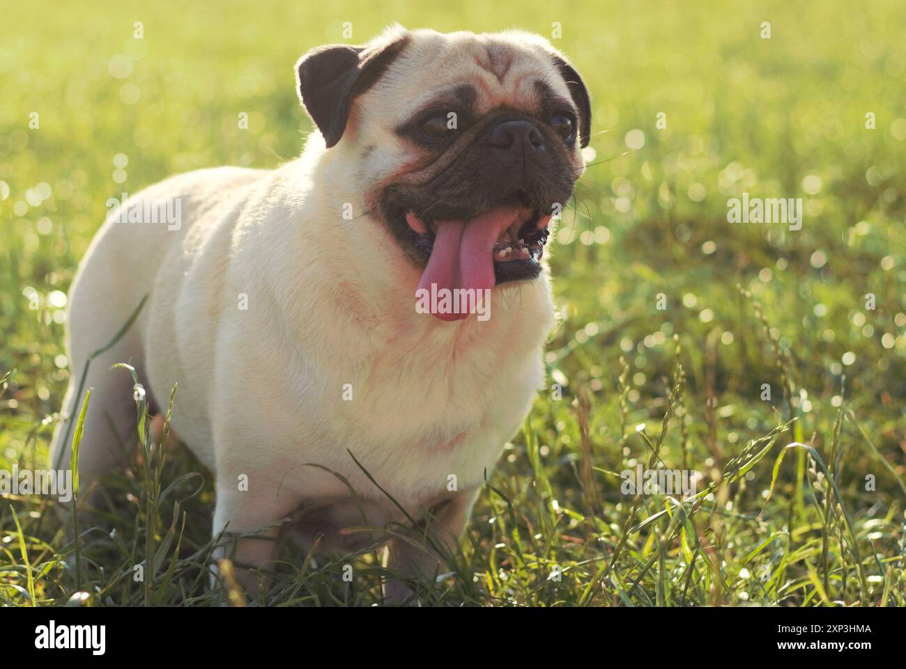 Ritratto ravvicinato di un adulto, un maschio, un fawn, un cane da cane, in una serata estiva, isolato, in un campo che sembra felice e pintona, con una lingua lunga Foto Stock