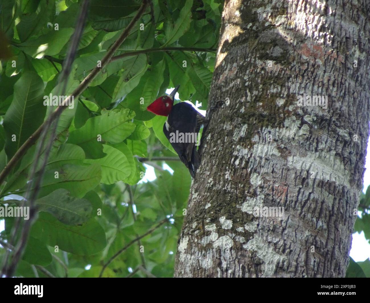 Picchio crestato crestato (Campephilus melanoleucos) Aves Foto Stock