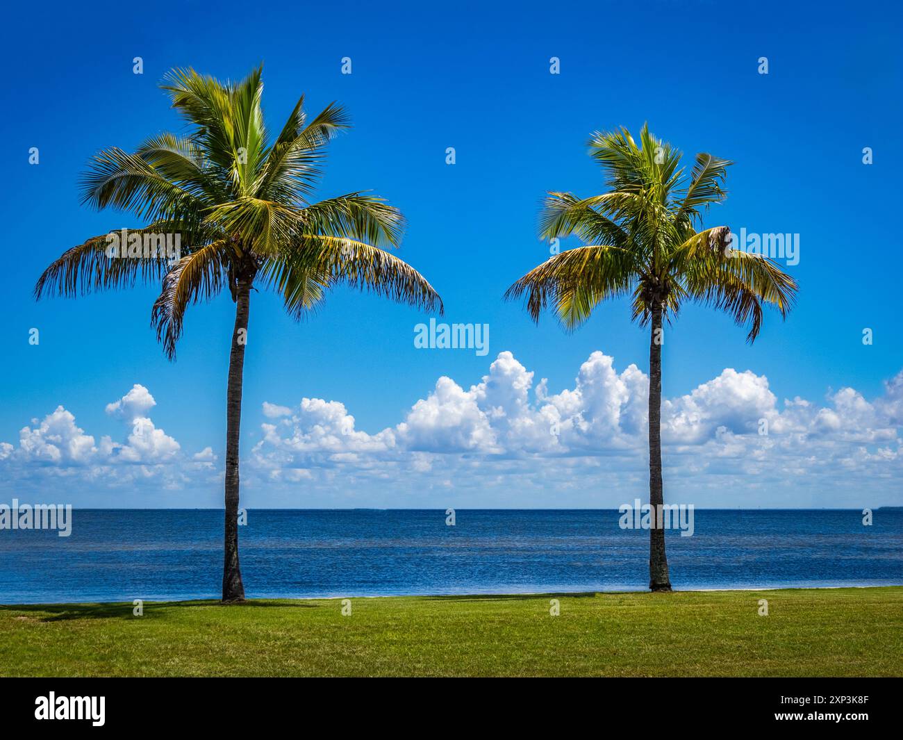 Palme a Bokeelia su Gasparilla Sound a Pine Island Florida USA Foto Stock