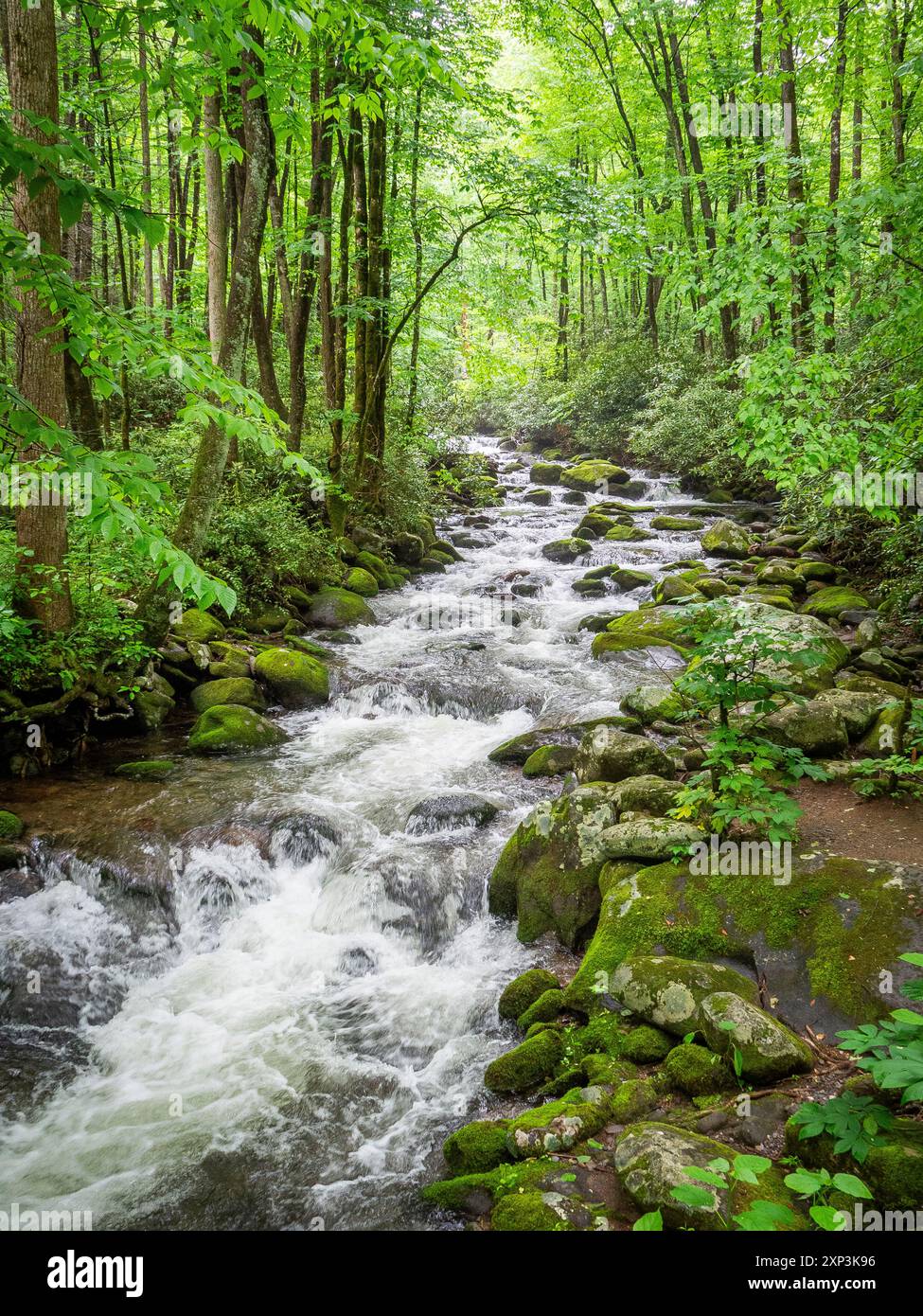 Torrente Roaring Fork sul Roaring Fork Motor Nature Trail nel Great Smokey Mountains National Park nel Tennessee, Stati Uniti Foto Stock