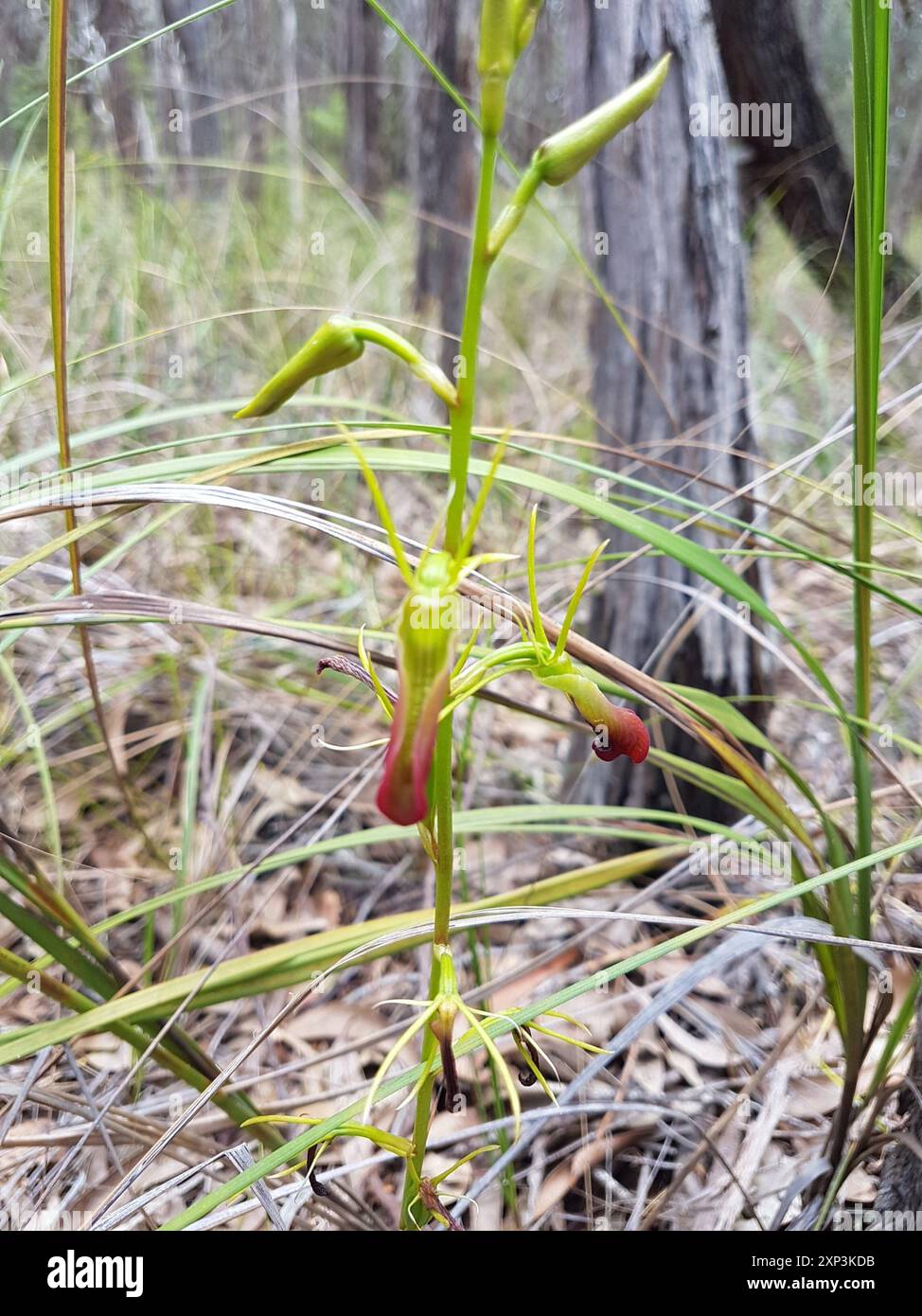 Large Tongue Orchid (Cryptostis subulata) Plantae Foto Stock