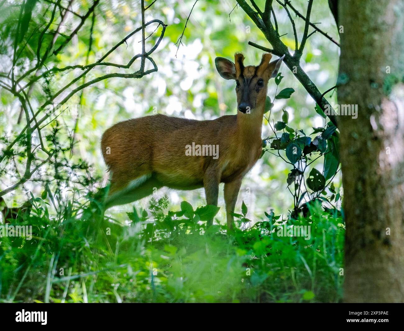 Un Muntjac rosso meridionale (Muntiacus muntjak) nella foresta. Tangjiahe National; Nature Reserve, Sichuan, Cina. Foto Stock