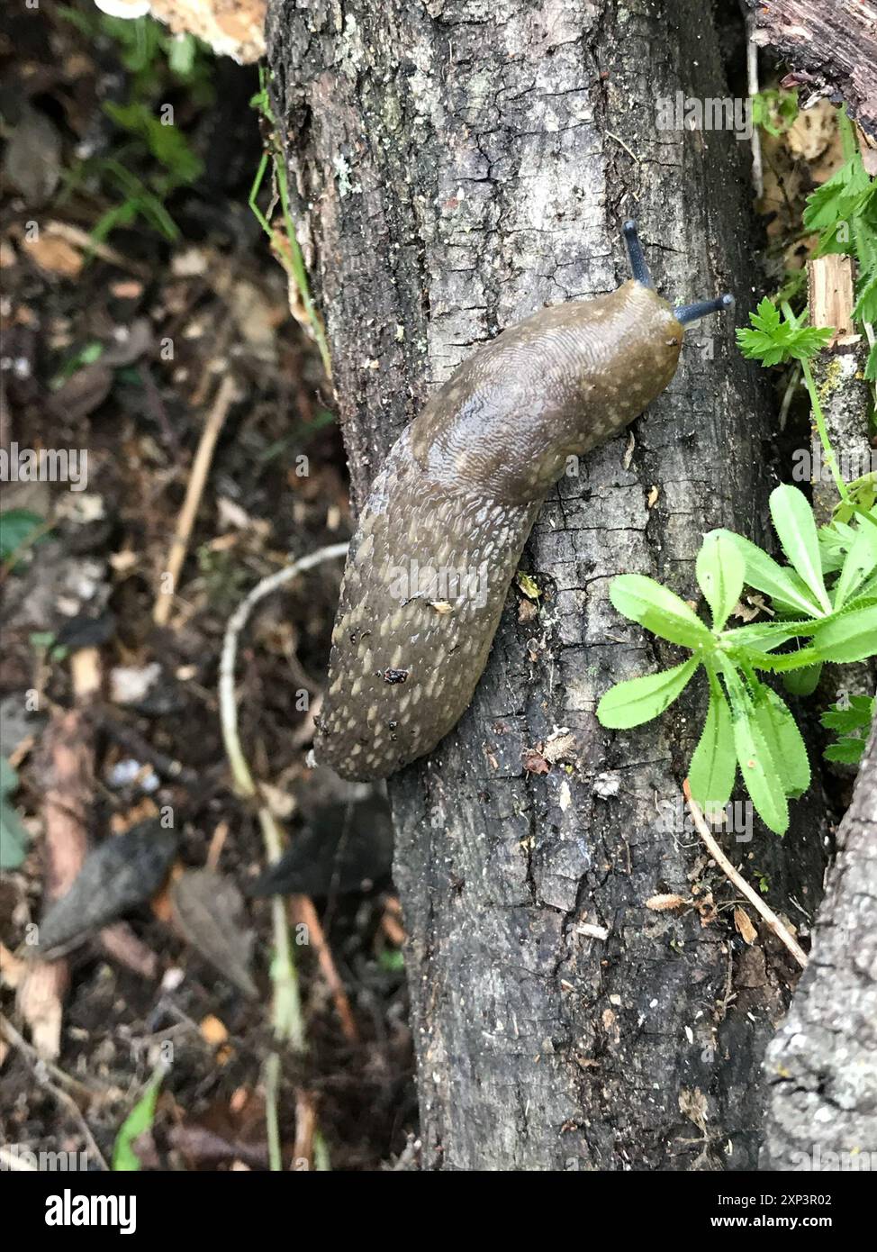 Zuppa gialla (Limacus flavus) Mollusca Foto Stock