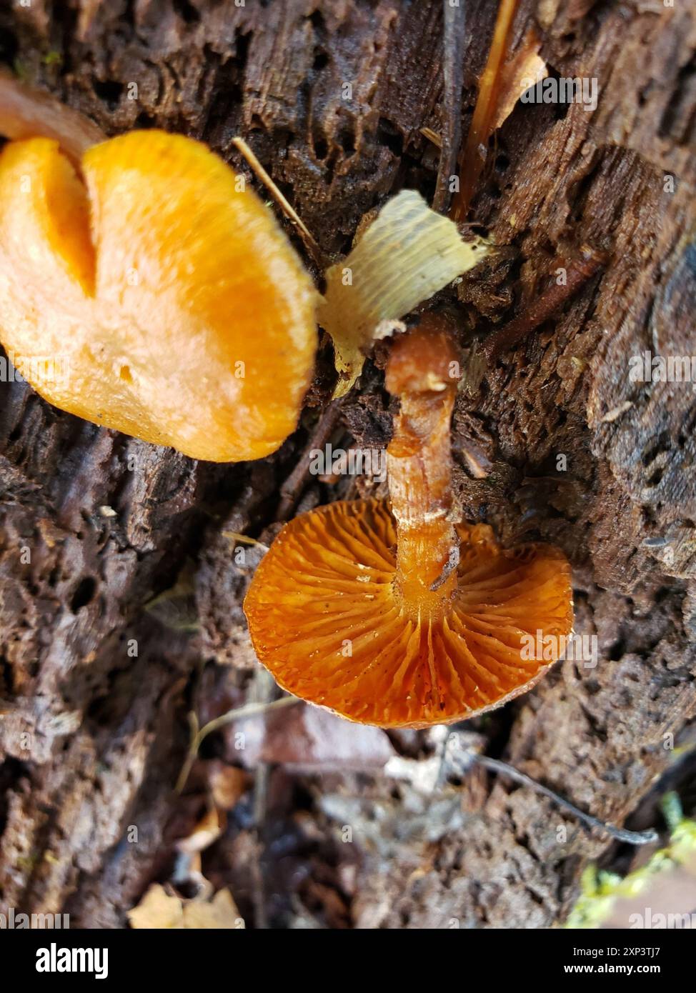 Funghi Rustgill (Gymnopilus sapineus) Foto Stock