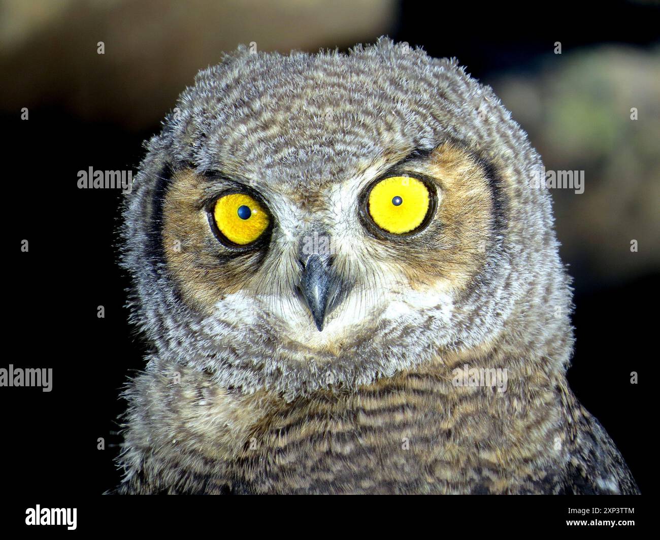 Gufo corneo minore (bubo magellanicus) Aves Foto Stock