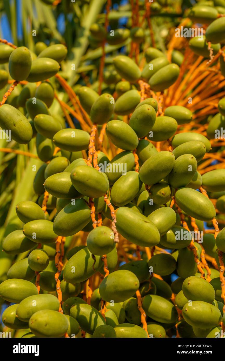 Le datteri verdi crudi sono appese all'albero. Foto Stock