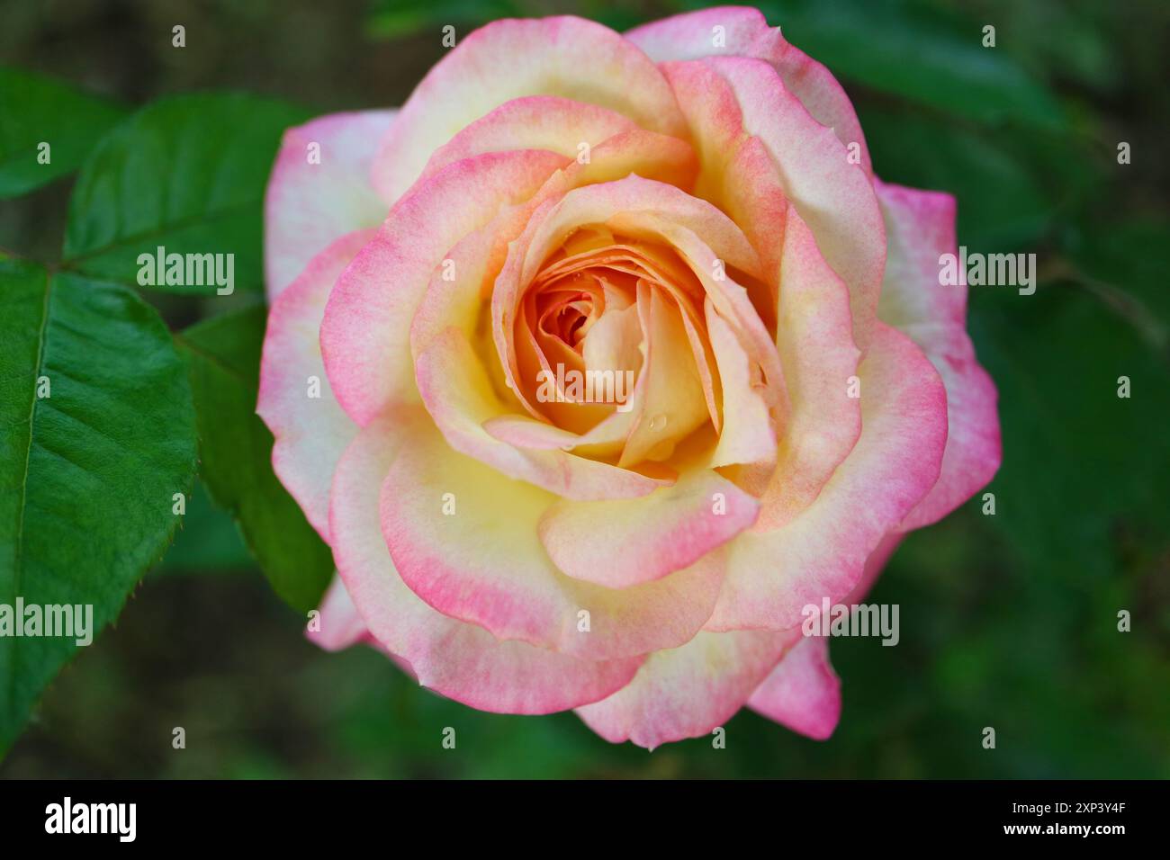 Rosa con petali rosa beige e foglie verdi, rosa colorata con petali delicati, testa di rosa macro, fiore fiorito nel giardino, bellezza nella natura, Foto Stock
