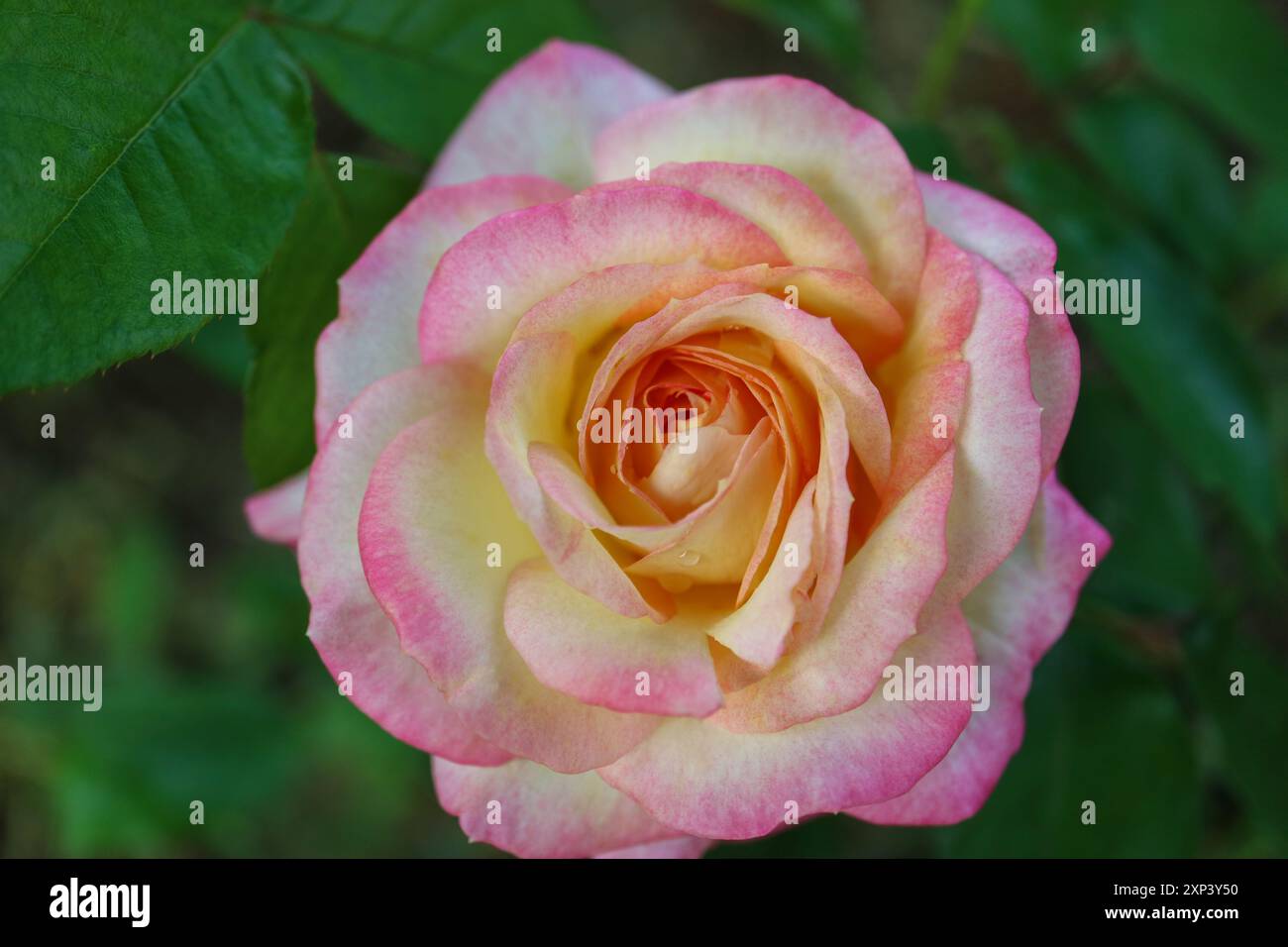 Rosa con petali rosa beige e foglie verdi, rosa colorata con petali delicati, testa di rosa macro, fiore fiorito nel giardino, bellezza nella natura, Foto Stock