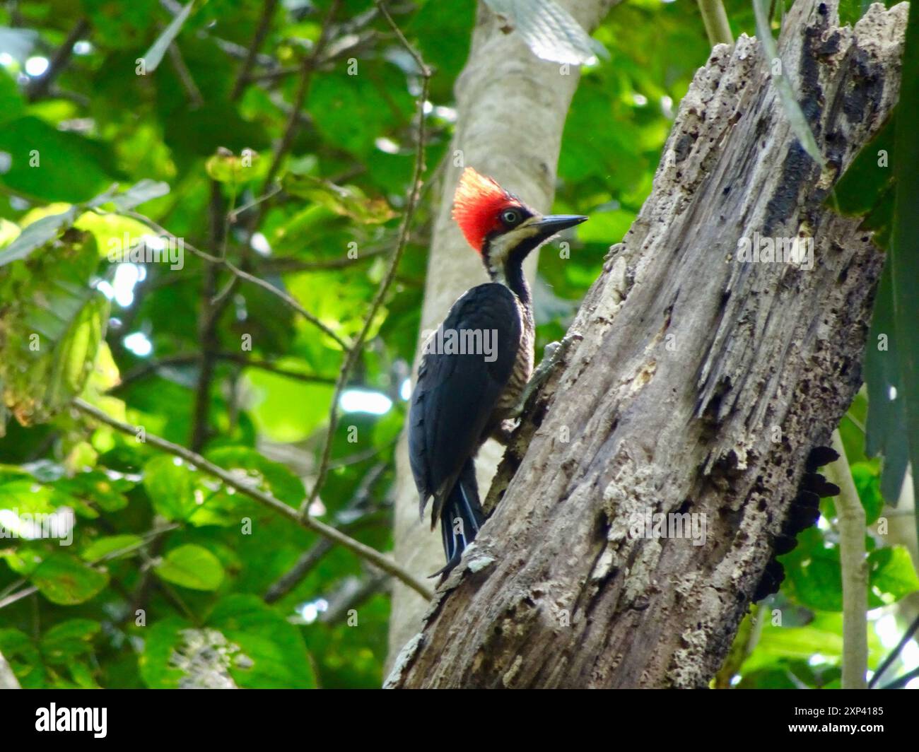 Picchio crestato crestato (Campephilus melanoleucos) Aves Foto Stock