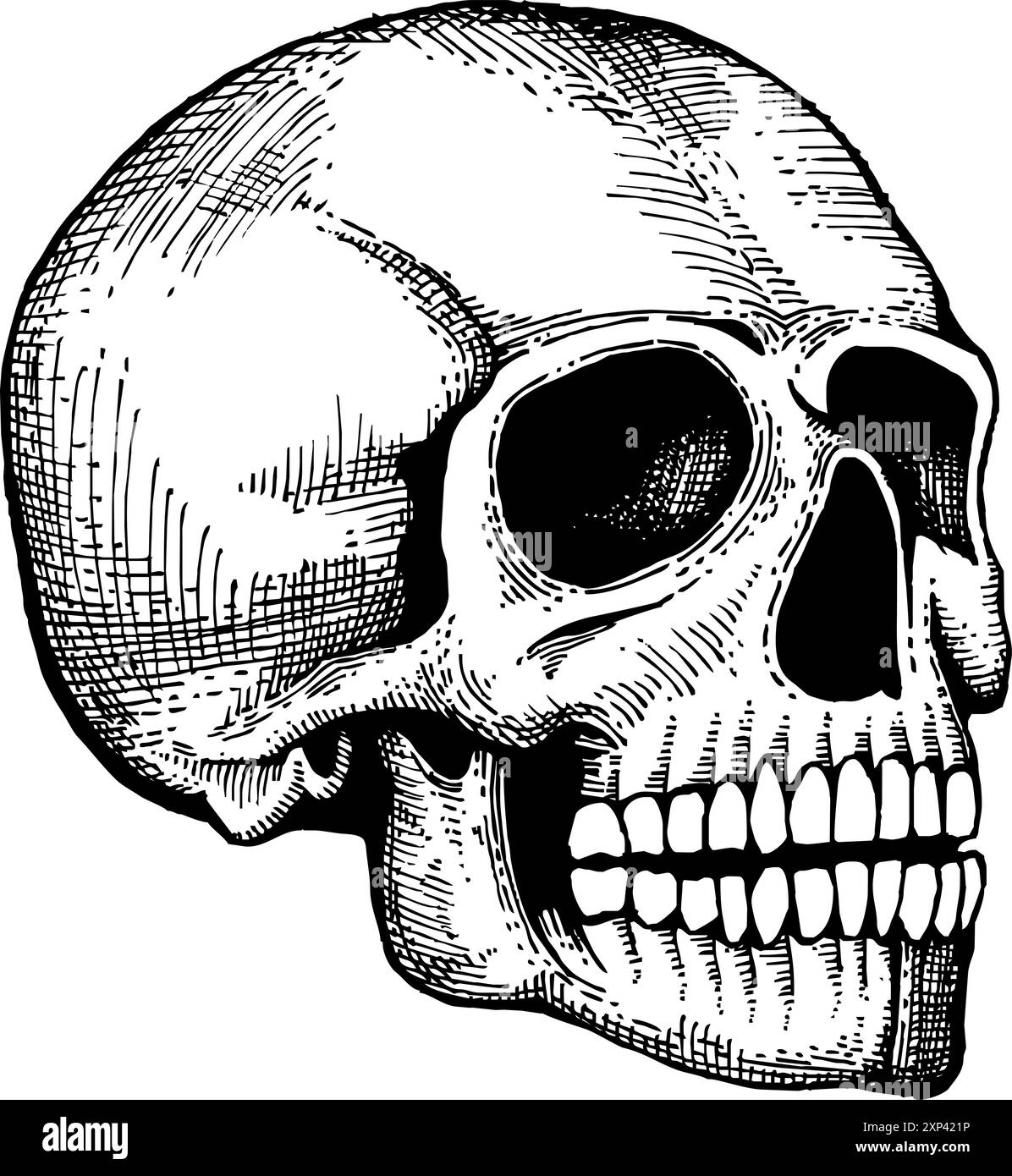 Cranio disegnato a mano. Disegno di uno schizzo di anatomia umana Illustrazione Vettoriale