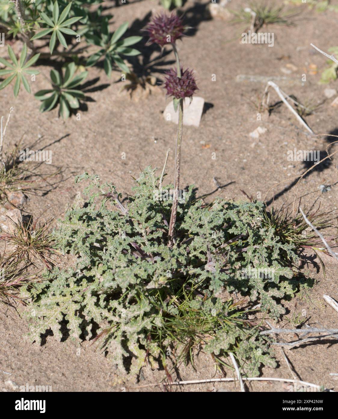 Chia (Salvia columbariae) Plantae Foto Stock