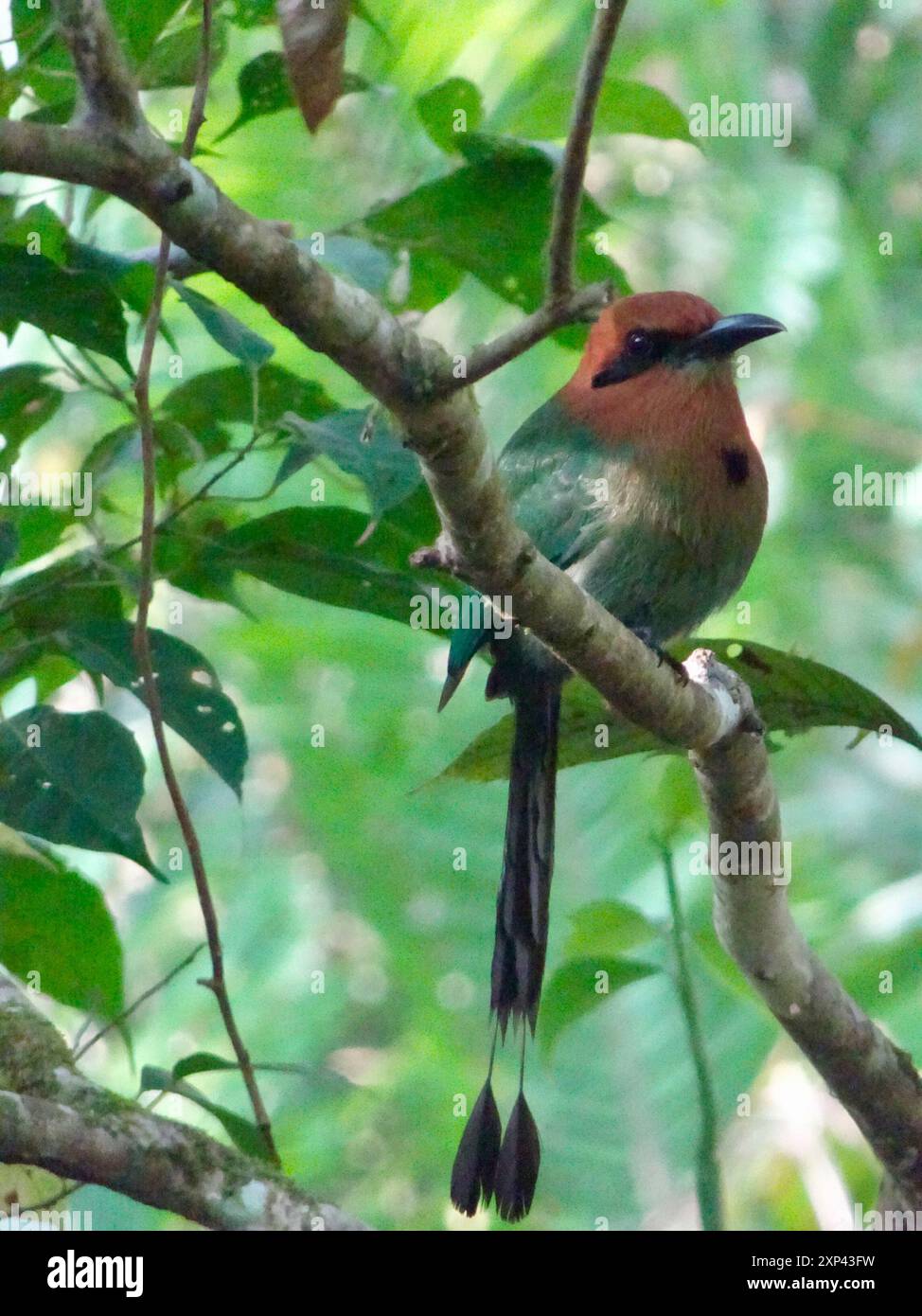 Aves Motmot (Electron platyrhynchum) a fattura larga Foto Stock