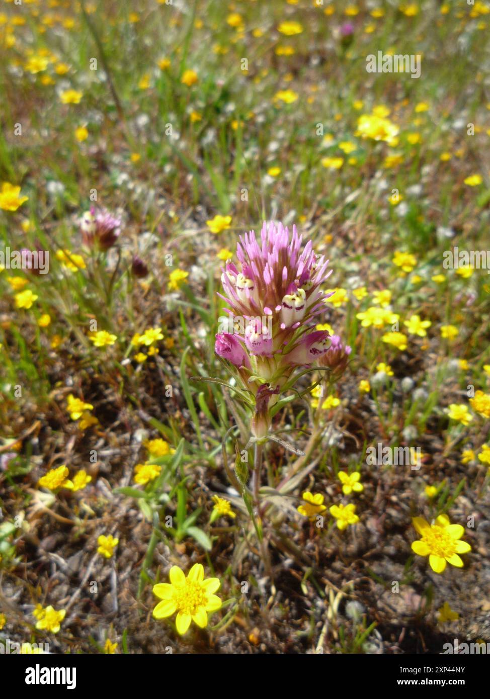 (Castilleja densiflora densiflora) Plantae Foto Stock