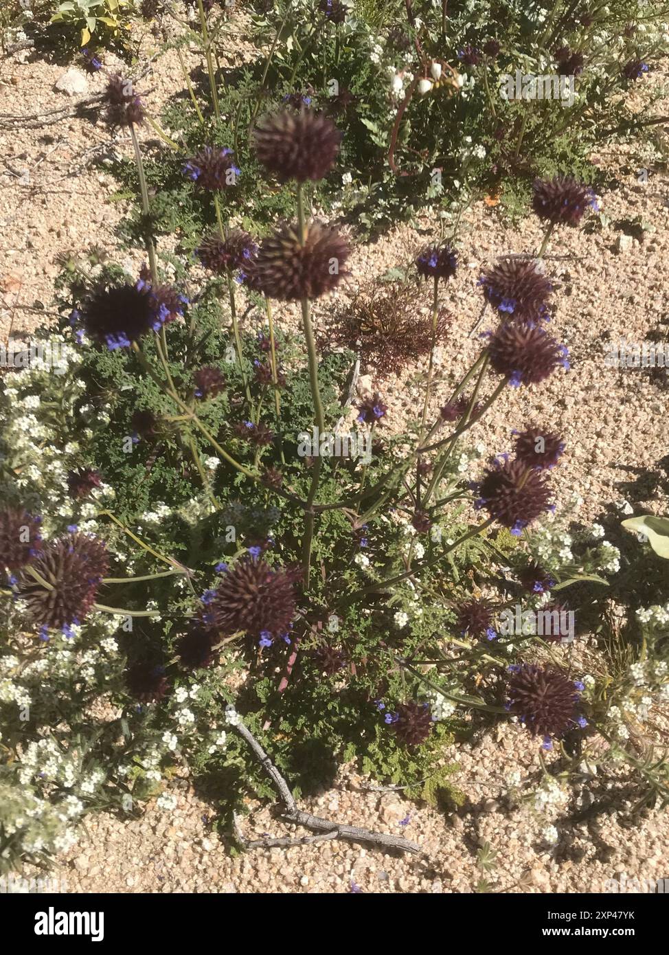 Chia (Salvia columbariae) Plantae Foto Stock