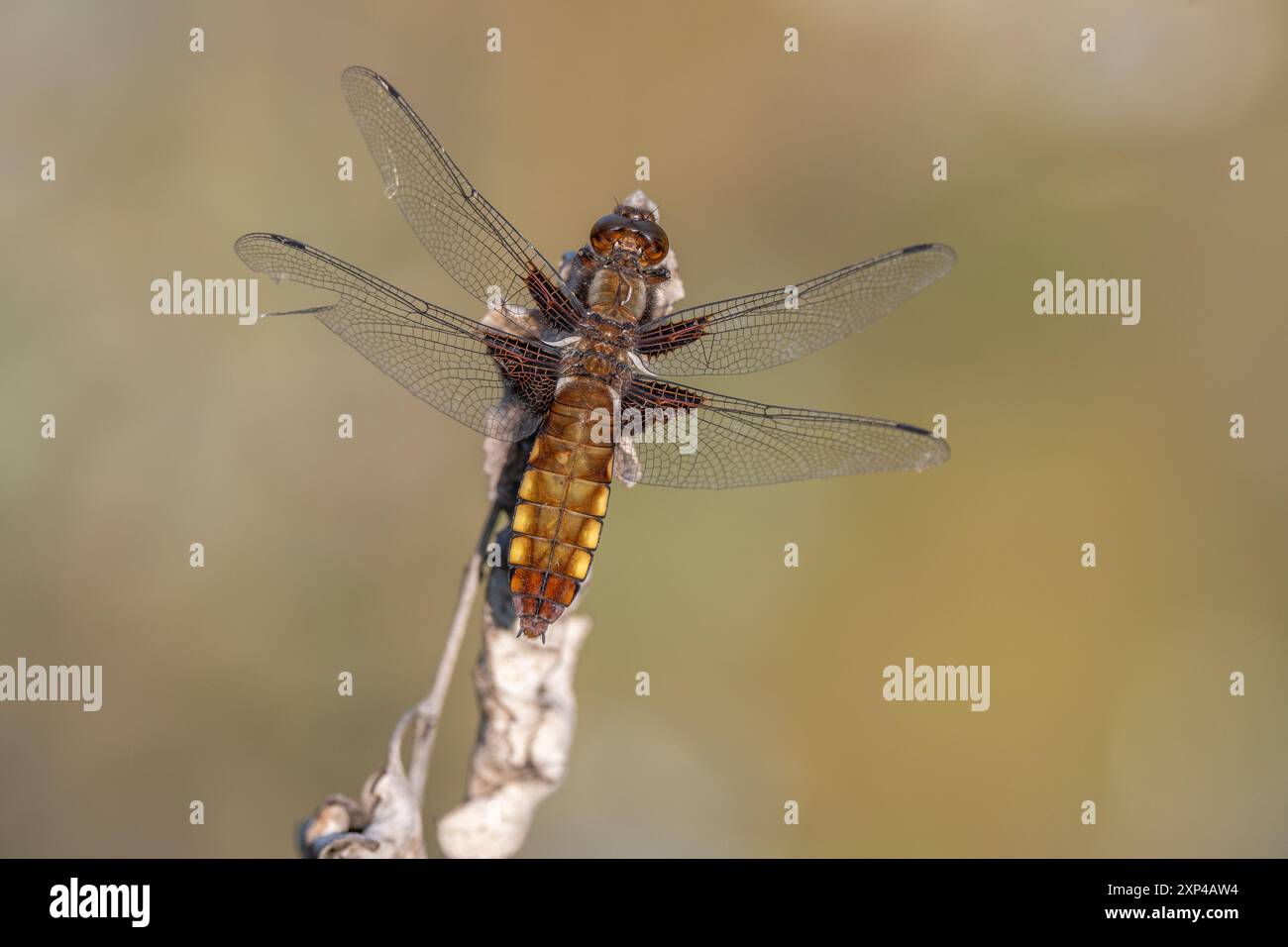 Chaser (Libellula depressa) femminile dal corpo ampio arroccato su un fusto ai margini di una palude. BAS Rhin, Alsazia, Francia, Europa Foto Stock