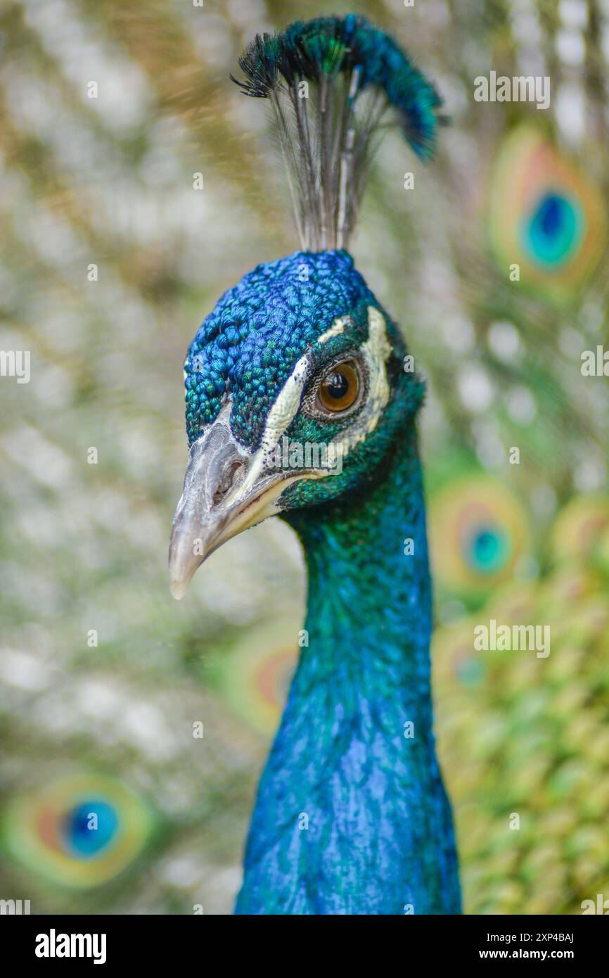 Ritratto di un pavone blu maschio (Pavo cristatus) in un giardino. Ouarzazate, Draa-Tafilalet, Marocco, Africa Foto Stock