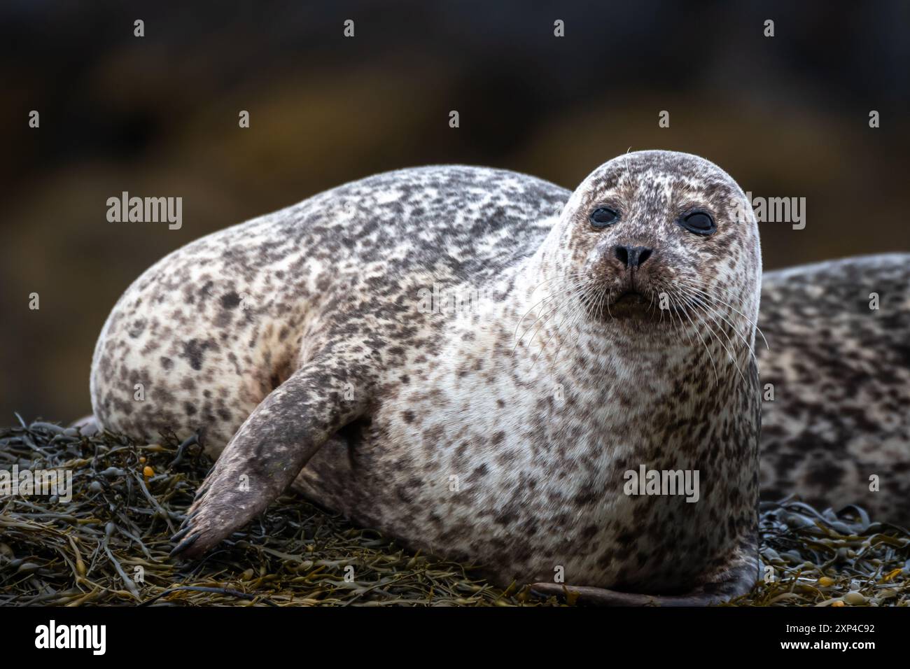 Rilassante foca comune o foca del porto (Phoca Vitulina) sulla costa atlantica dell'isola di Skye vicino a Dunvegan in Scozia, Regno Unito Foto Stock