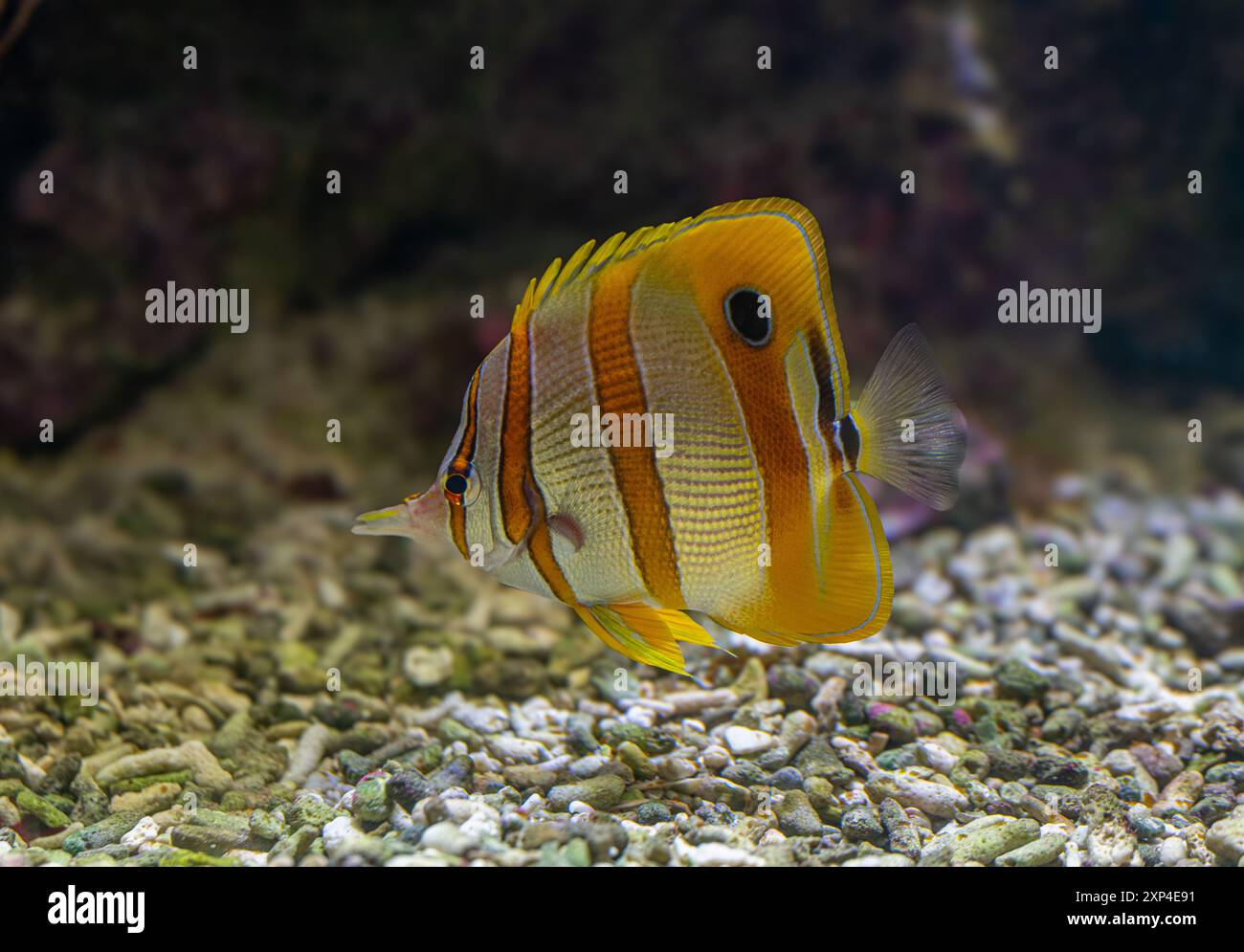 Il pesce farfalla copperband (Chelmon rostratus), noto anche come pesce corallino dal becco, si trova nelle barriere coralline sia nell'Oceano Pacifico che nell'Oceano Indiano. Foto Stock