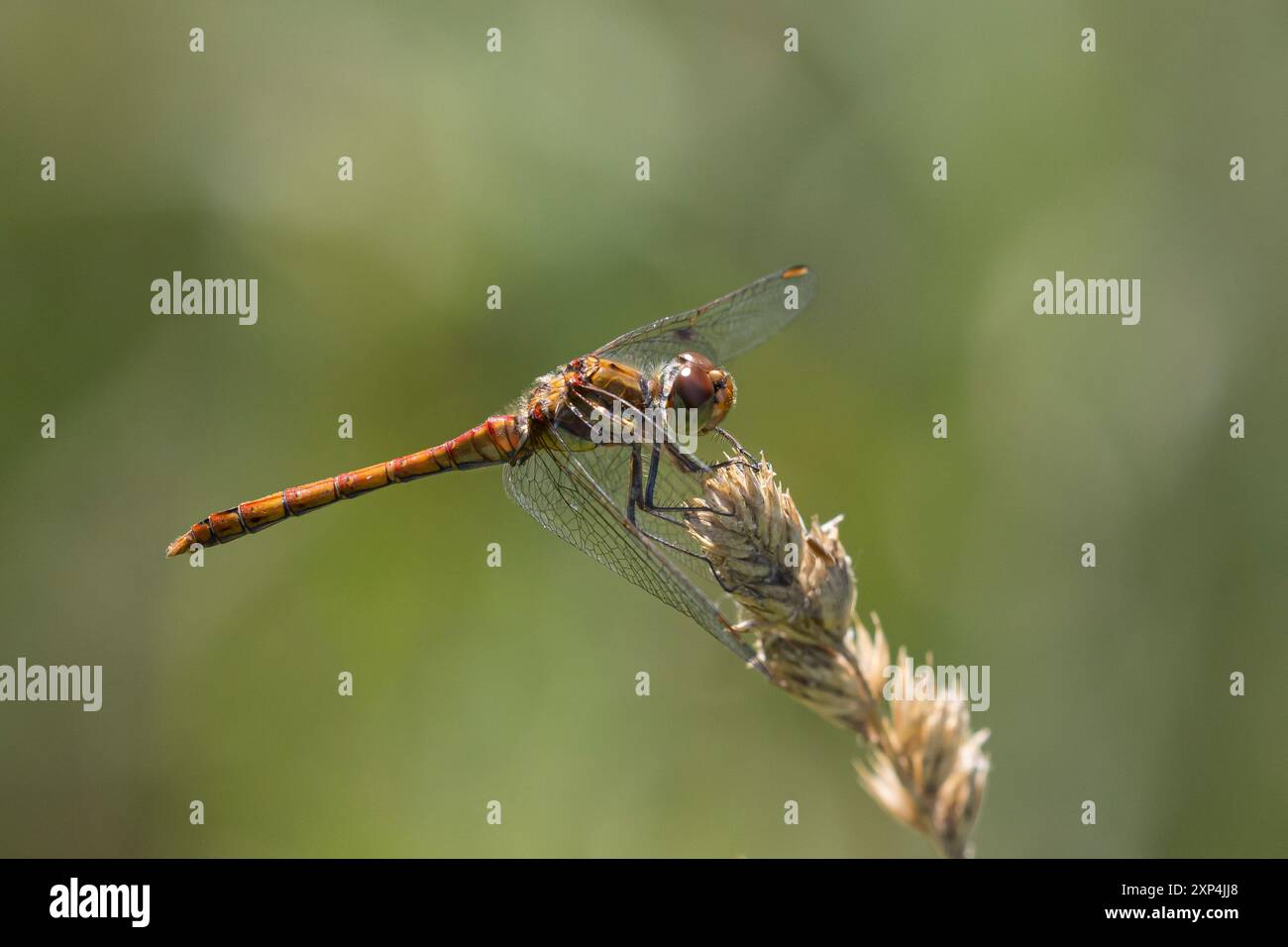 Große Heidelibelle, grosse Heidelibelle, Heidelibelle, Männchen, Sympetrum striolatum, Darter comune, maschio, le Sympétrum strié Foto Stock