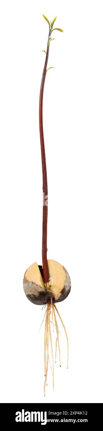 Germoglio di avocado che cresce da un seme isolato su un bianco Foto Stock
