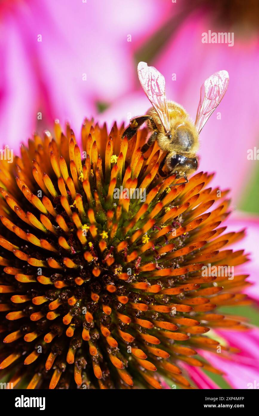 Macro shot di un'ape su un grande fiore a cono Foto Stock