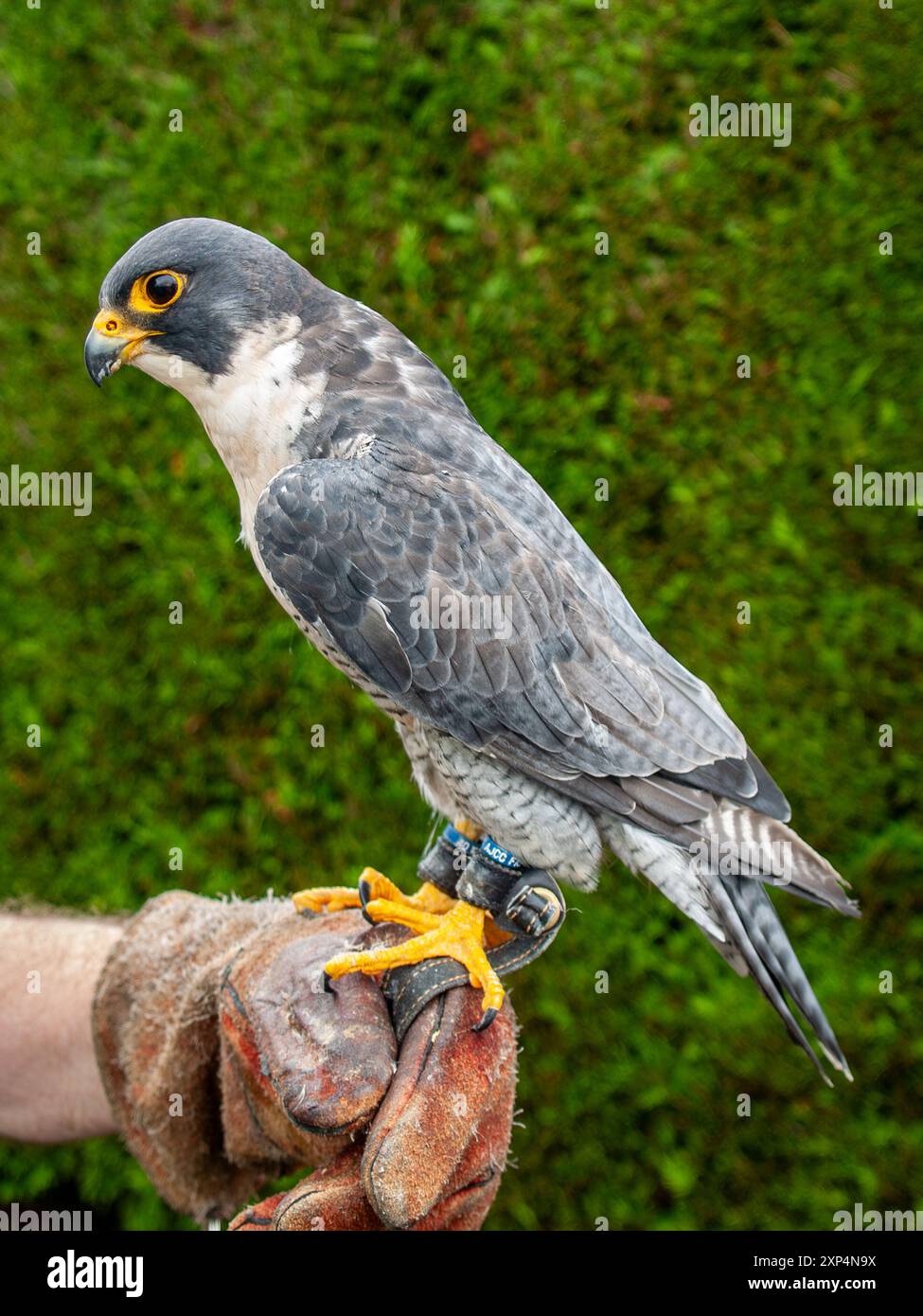 Peregrine Falcon. Mostra talon, jesses e anelli sulle sue gambe. L'uccello maschio sedeva sulla mano dei falconieri. Galles, Regno Unito. Foto Stock