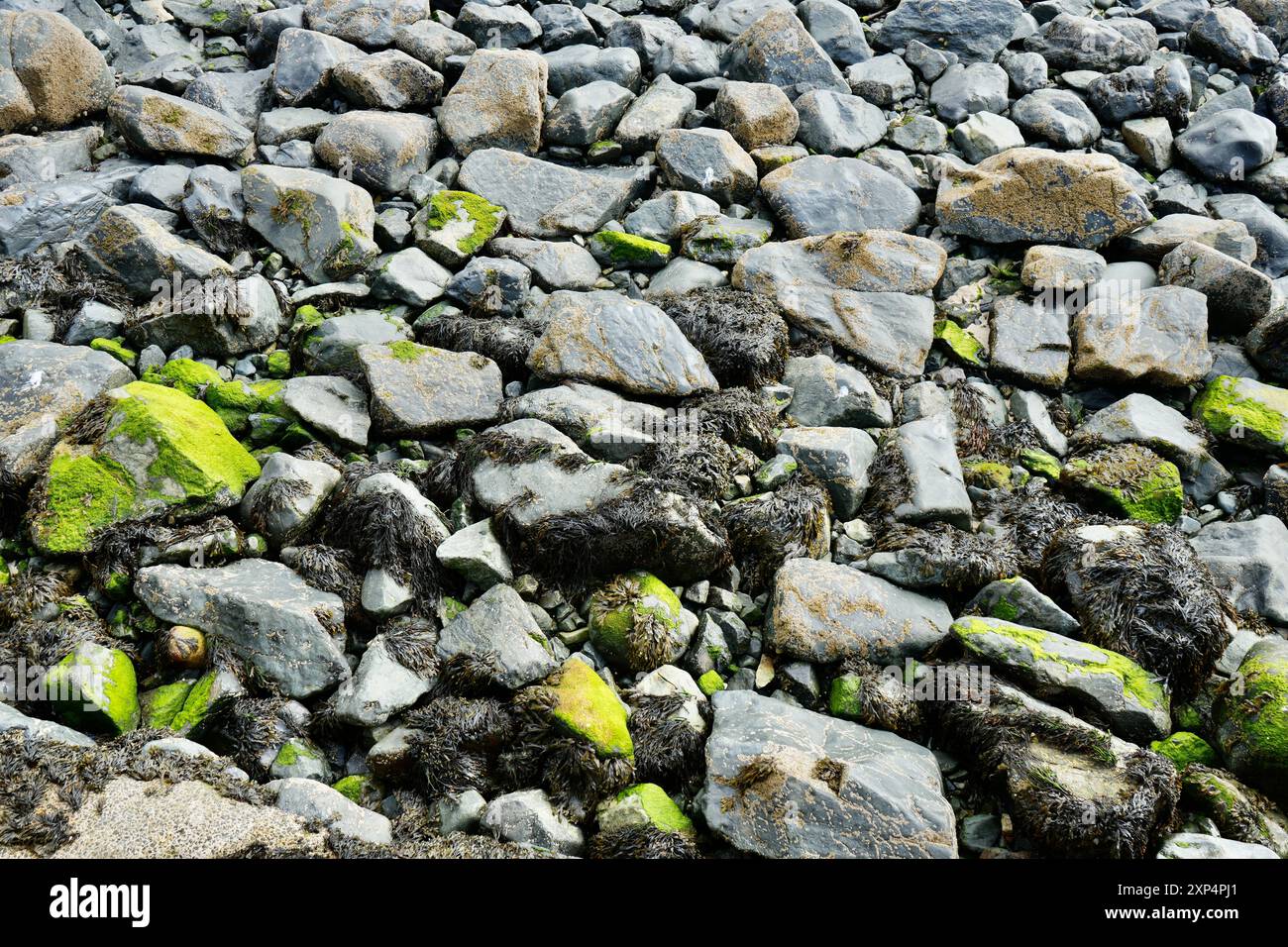 Rocce ricoperte di alghe e alghe su una spiaggia della Cornovaglia. Foto Stock